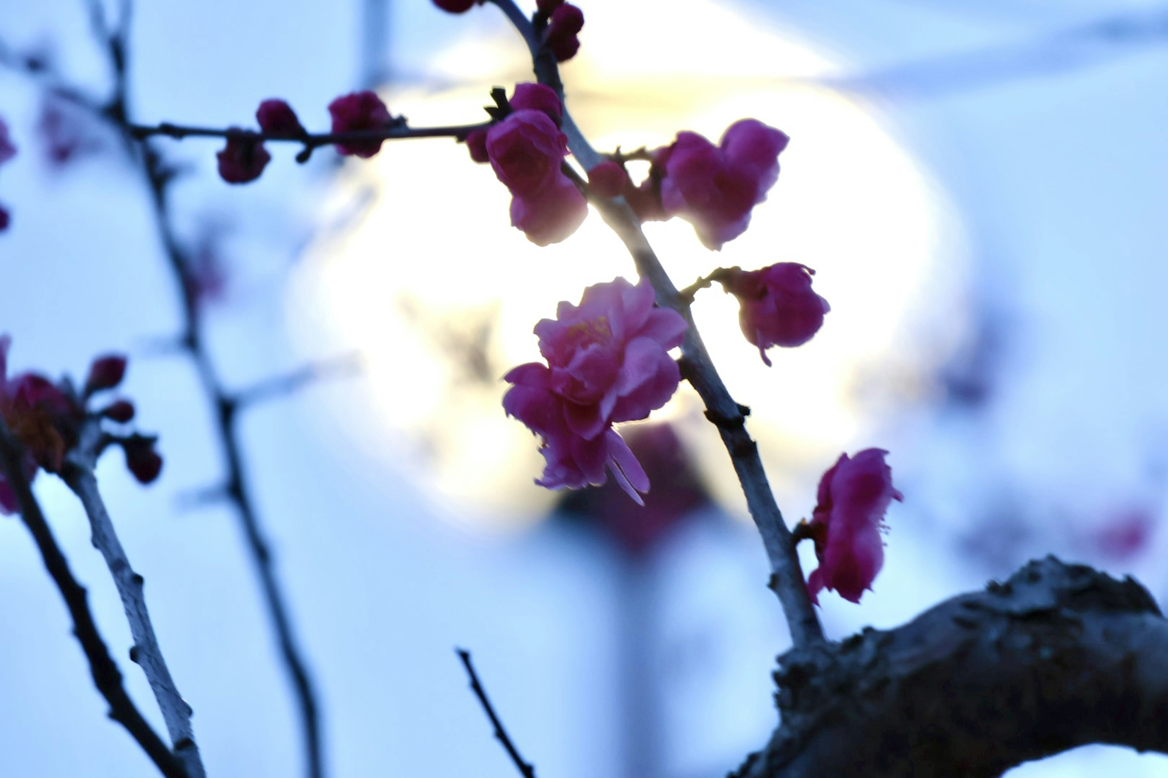 青い背景に浮かぶ明るいランプの前に咲くピンクの花