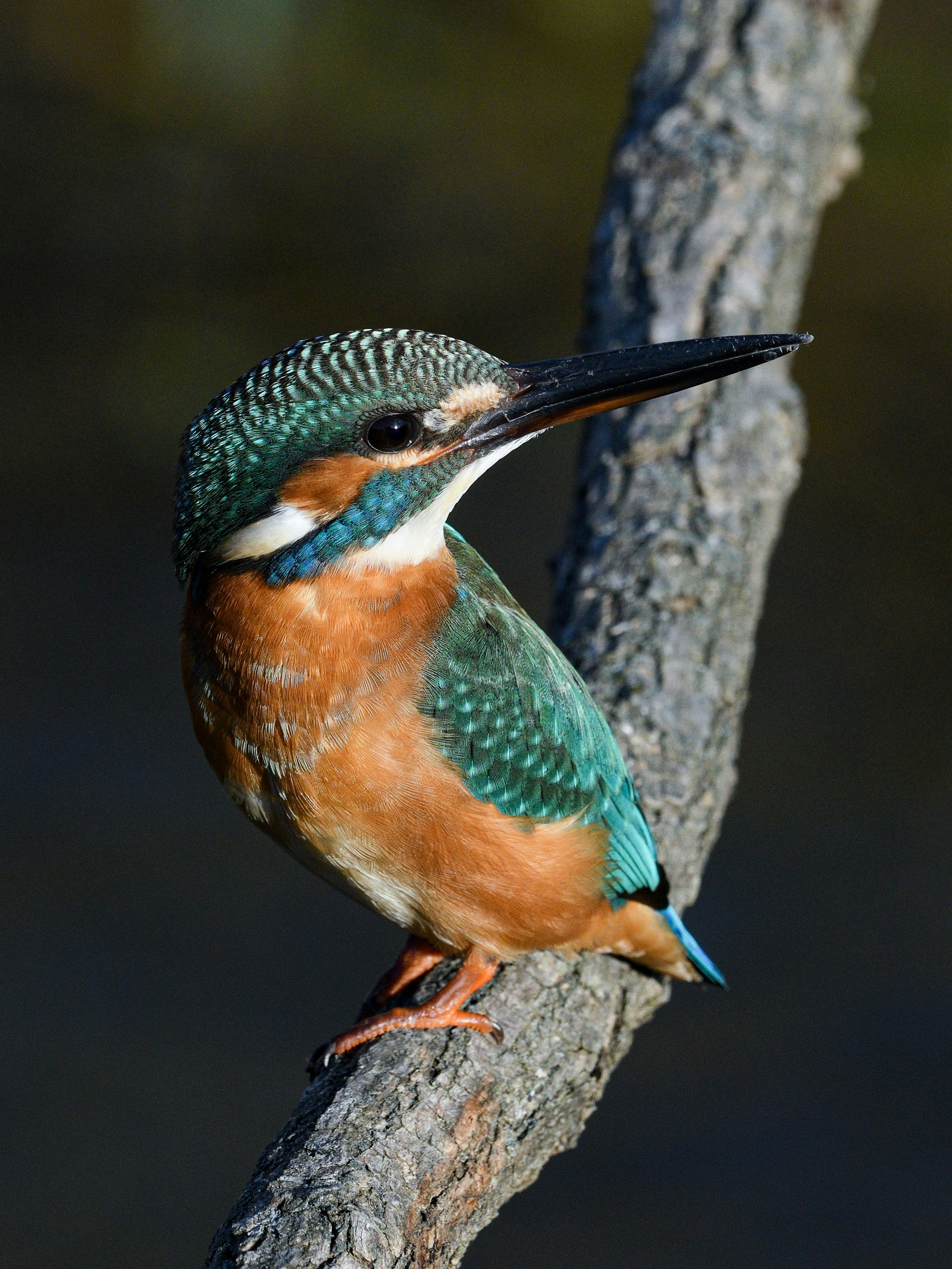 Seekor burung kingfisher dengan bulu turquoise cerah bertengger di atas cabang