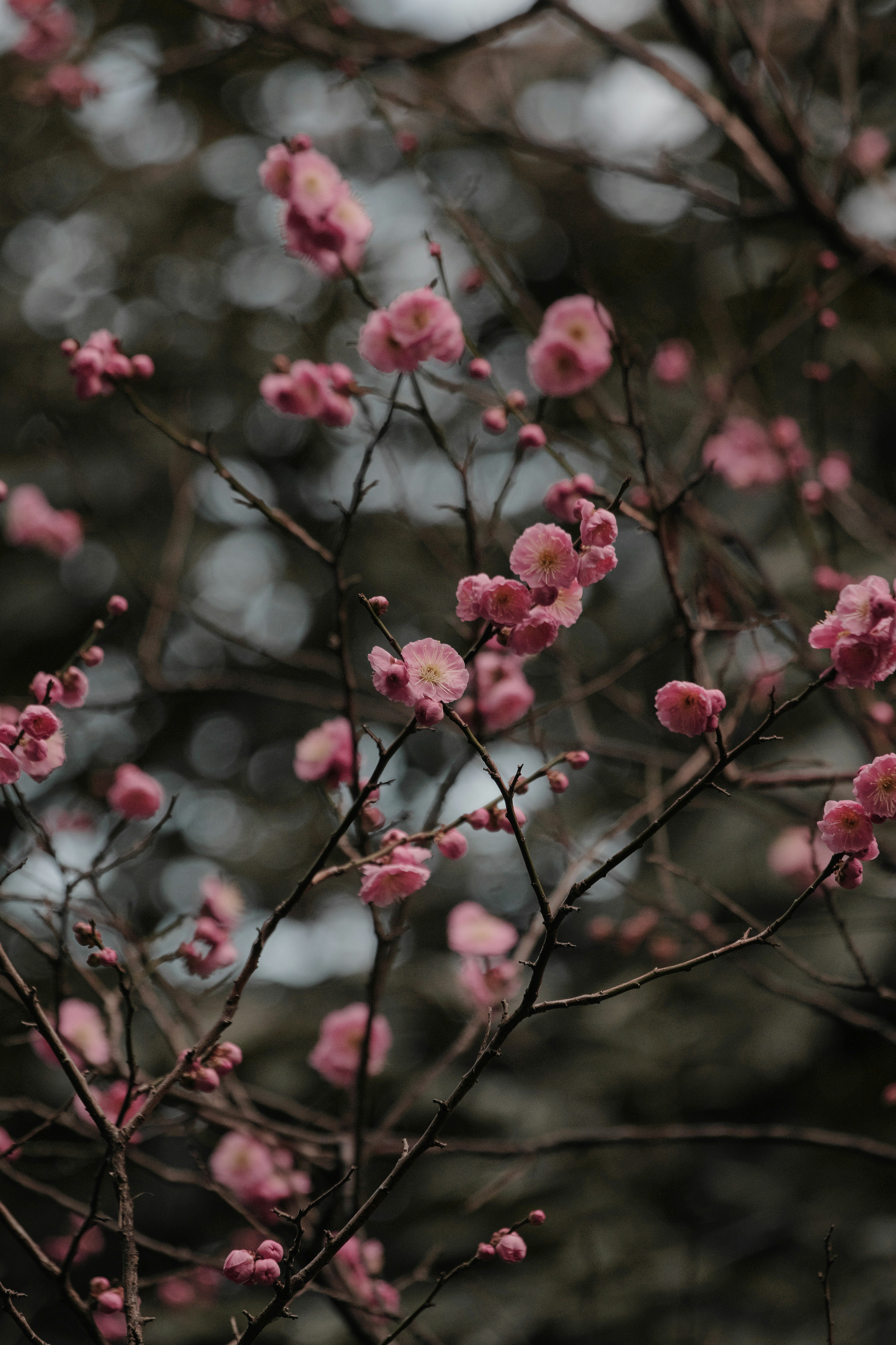 Nahaufnahme von Baumzweigen mit zarten rosa Blüten