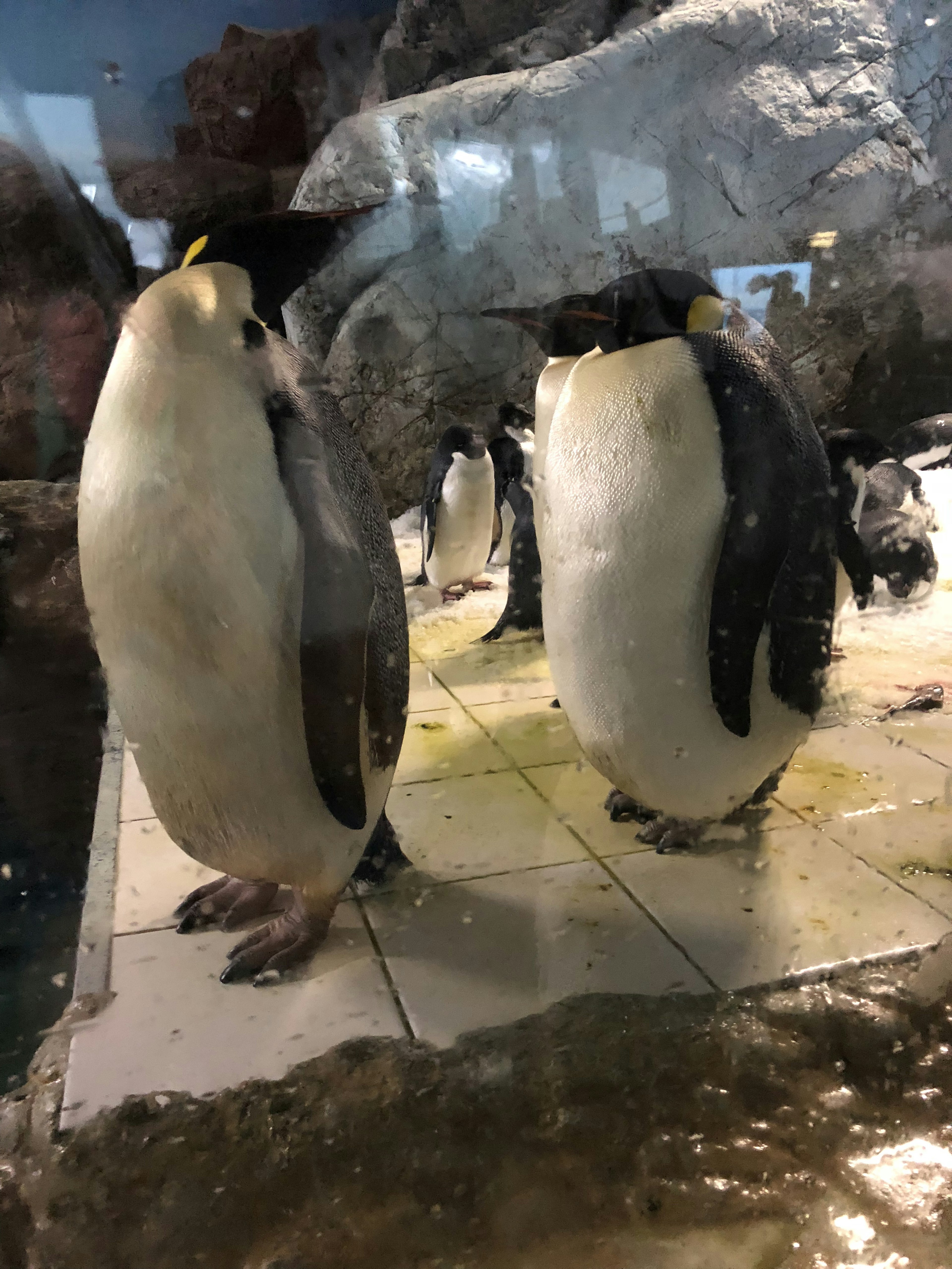 Two penguins standing in an aquarium setting