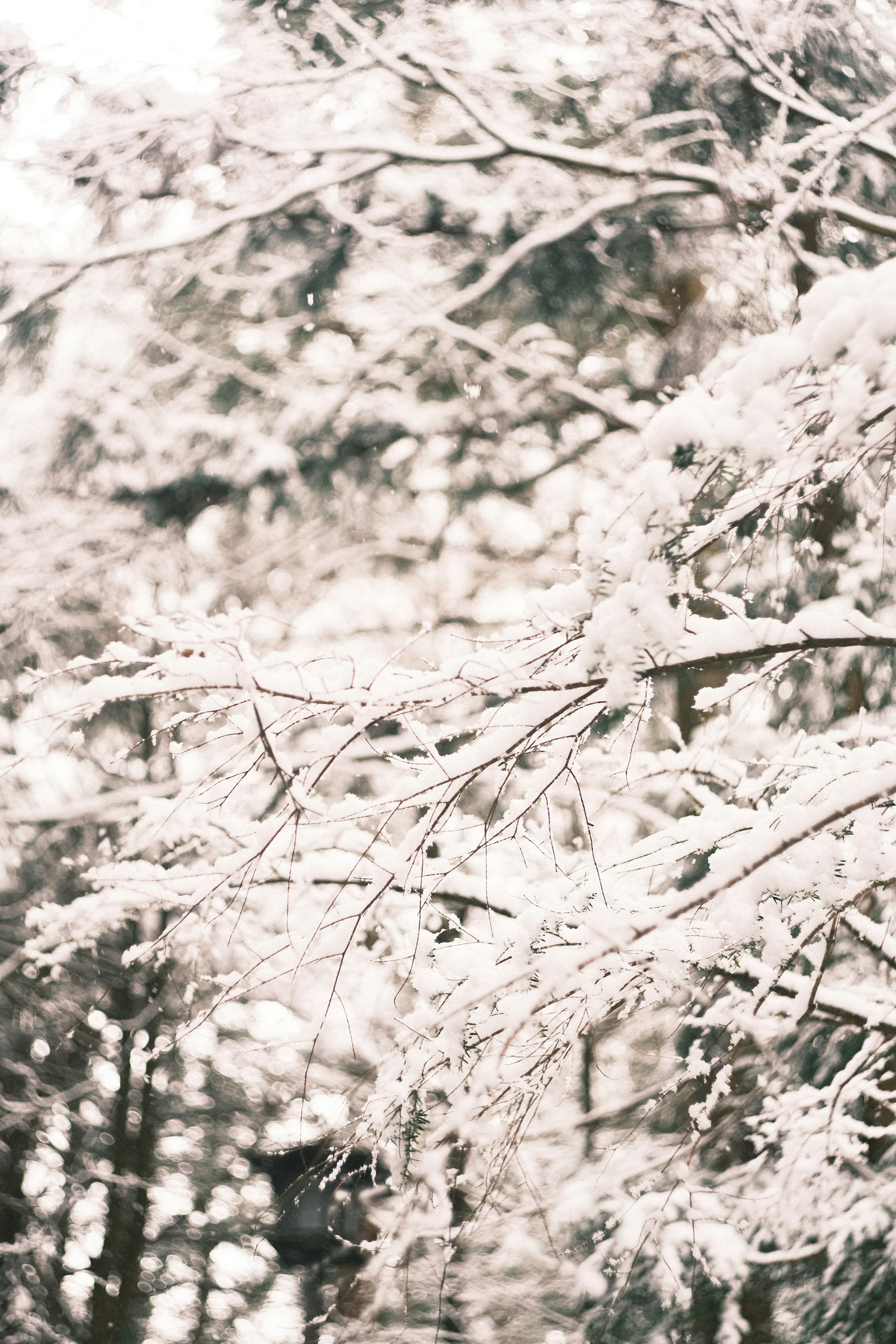 Ramas de árboles cubiertas de nieve con un fondo suave