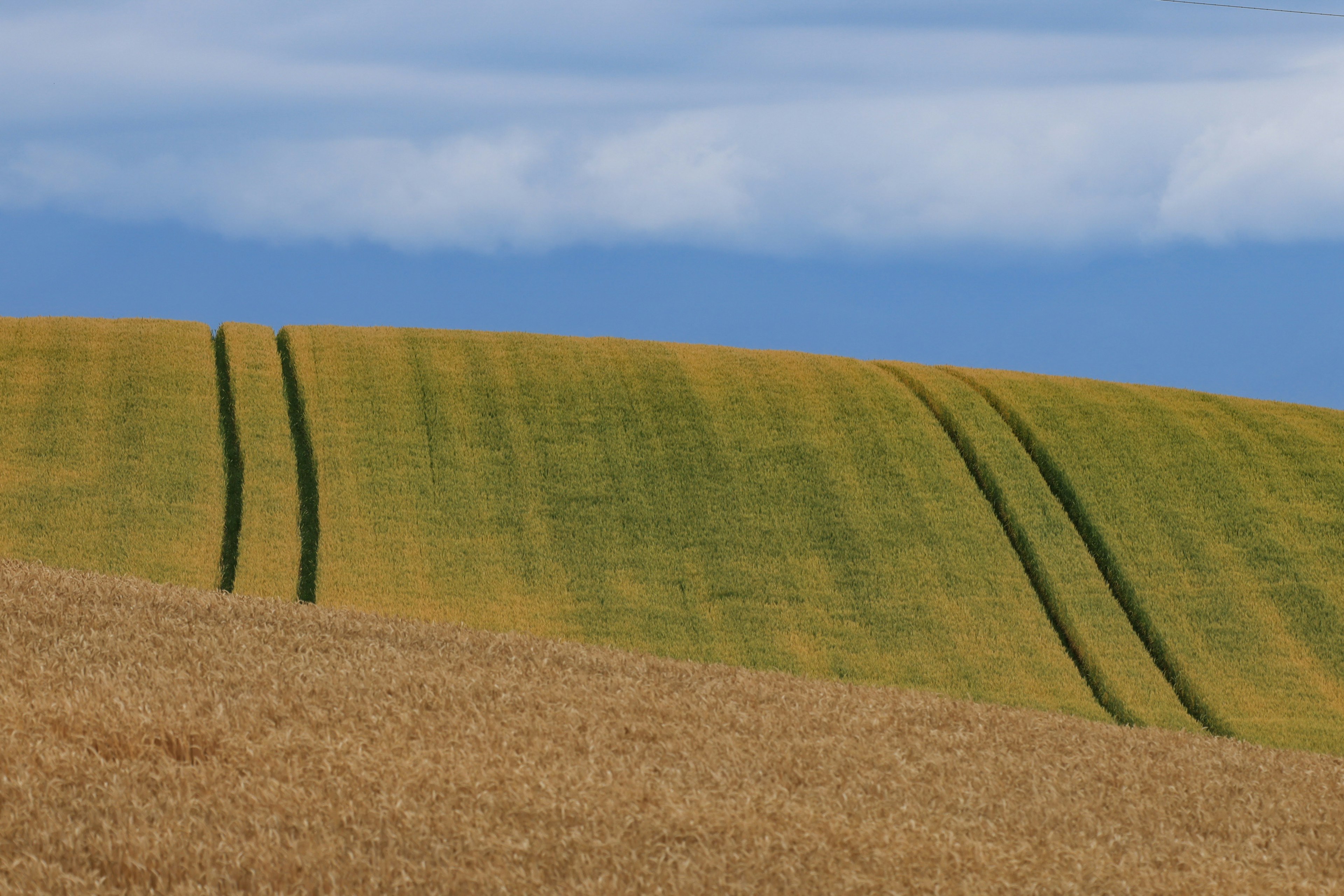 Paisaje con campos verdes y dorados creando hermosas curvas