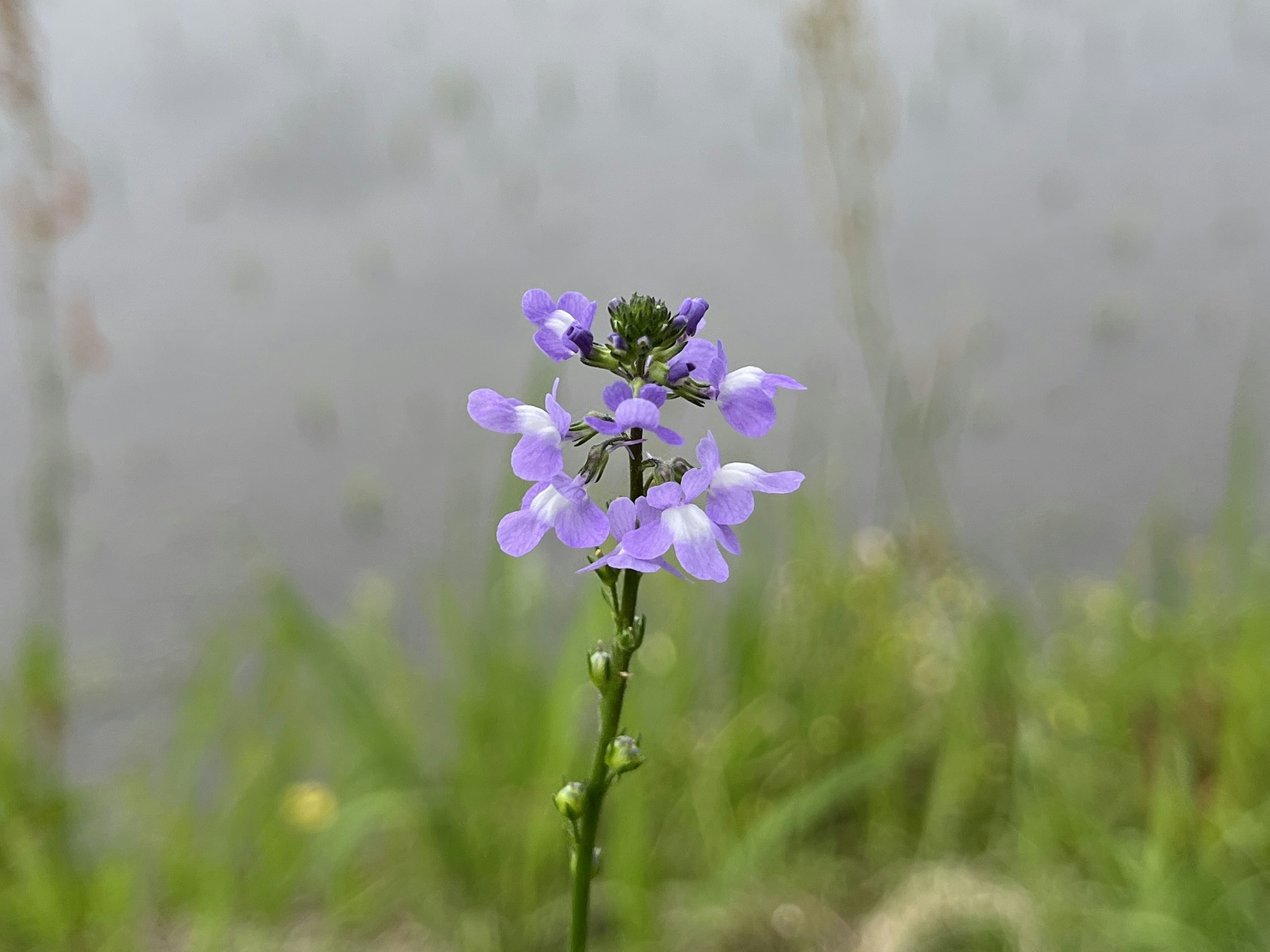 Un fiore viola al bordo dell'acqua