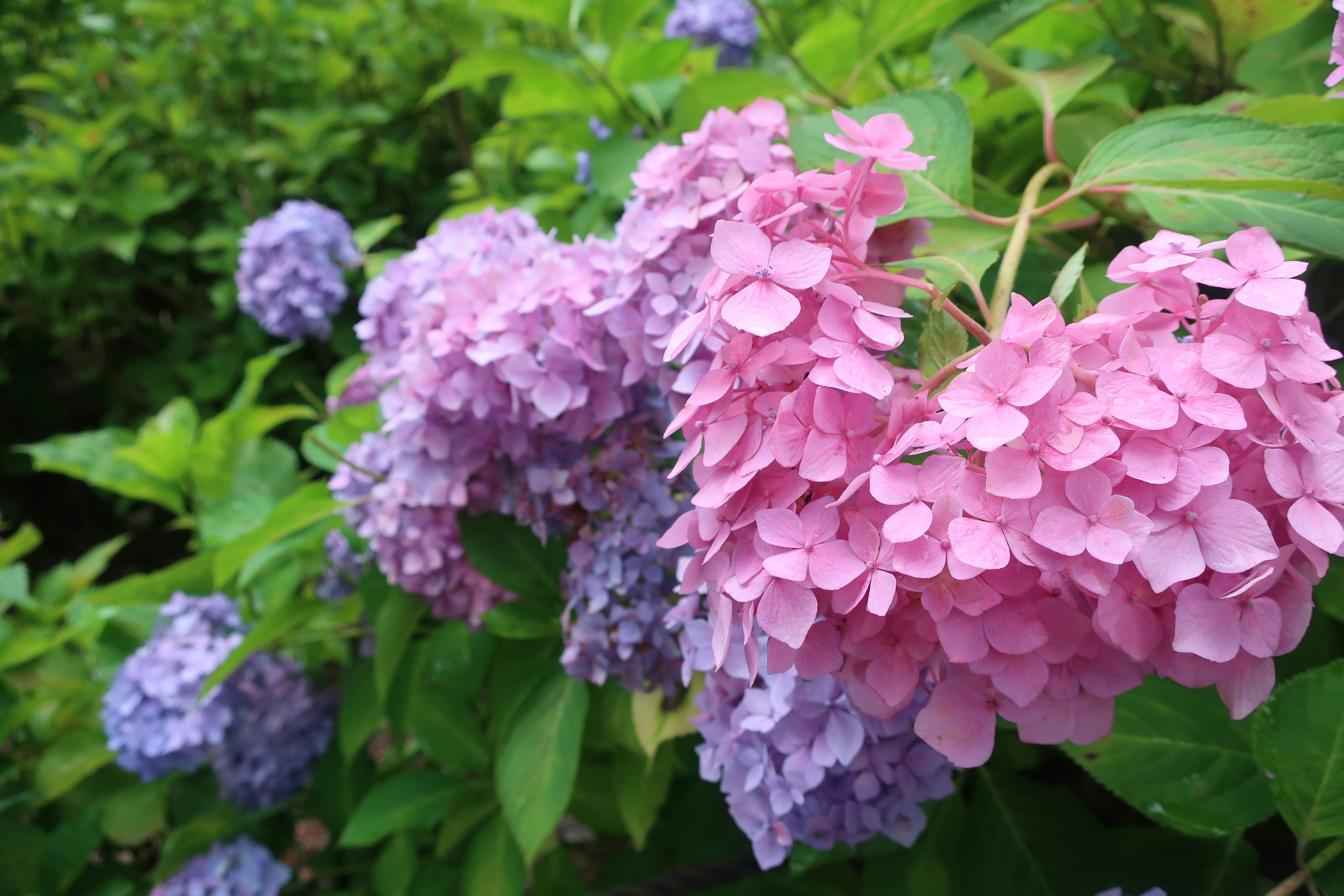 Hydrangea flowers in shades of pink and purple blooming among green leaves