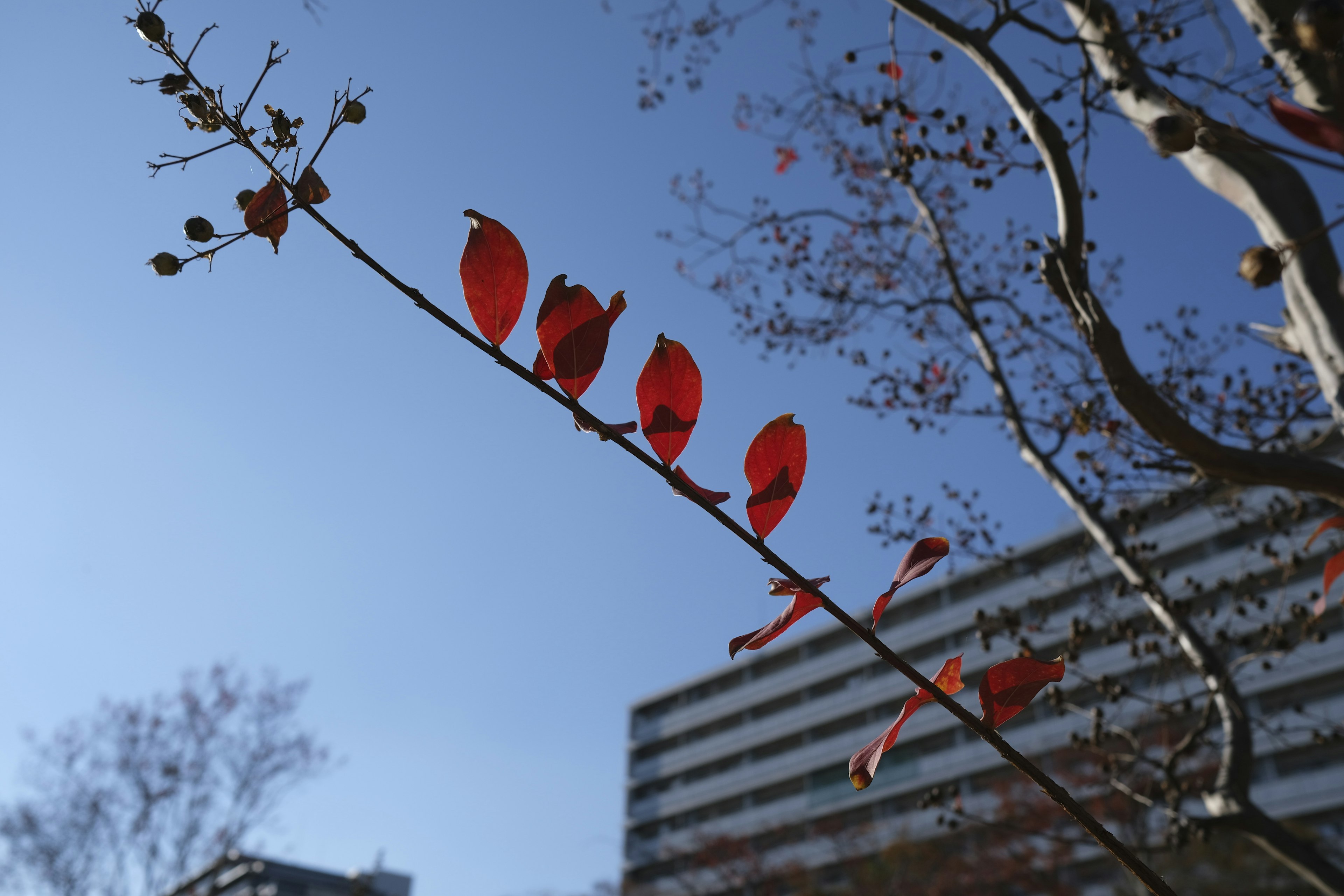 Una rama con hojas rojas y bayas contra un cielo azul