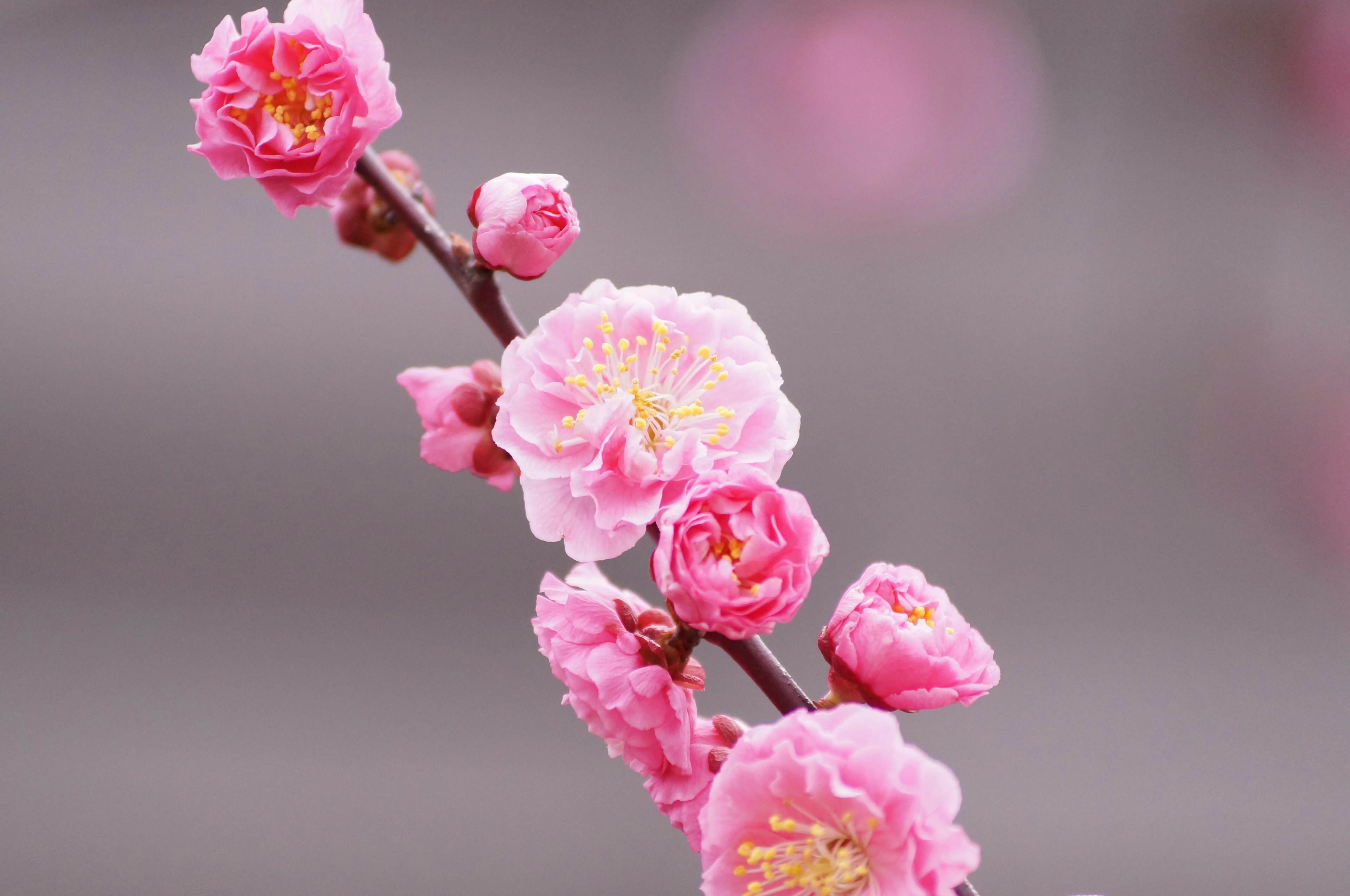 Ein Zweig mit wunderschönen rosa Pflaumenblüten