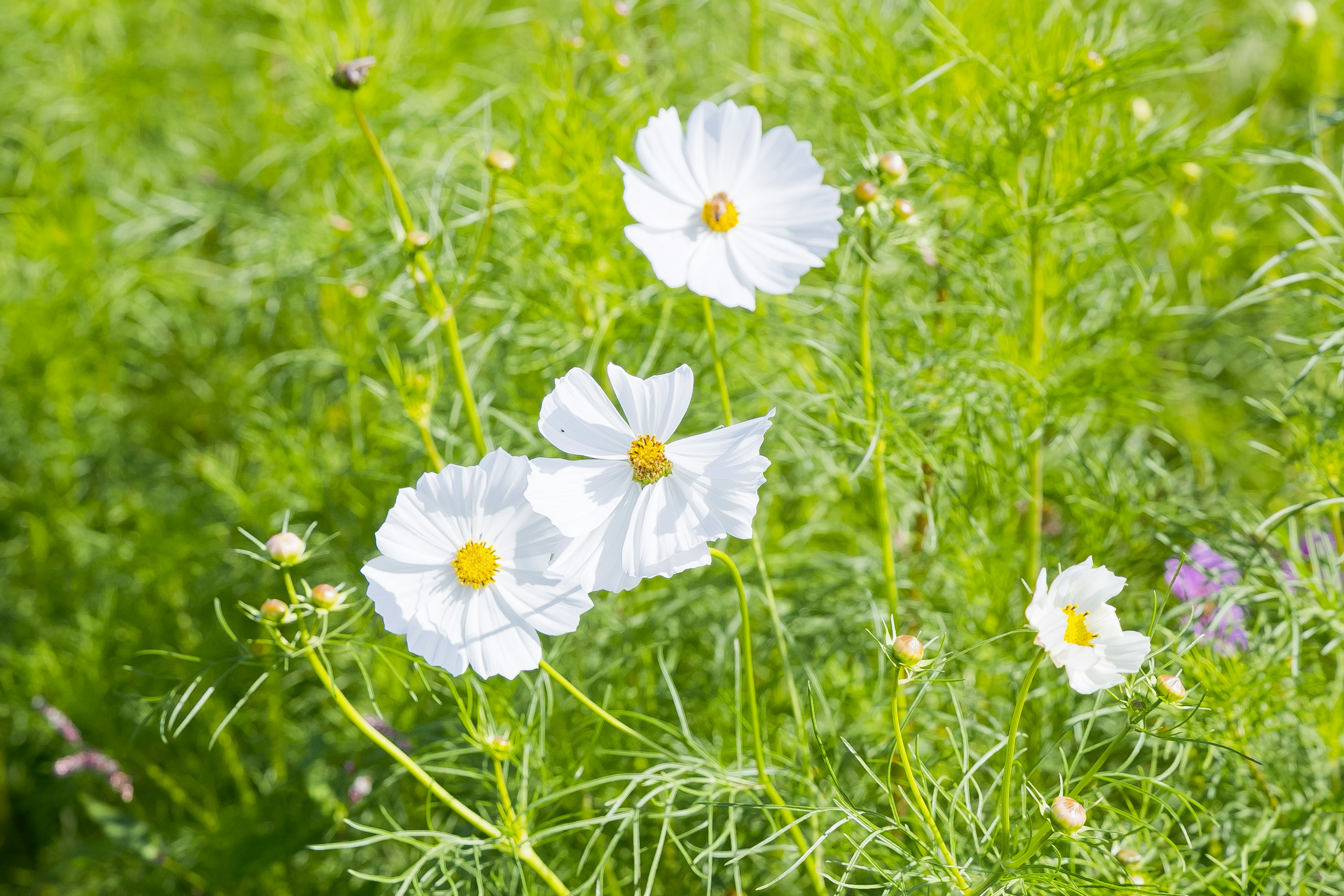 Weiße Kosmosblumen blühen zwischen grünem Laub