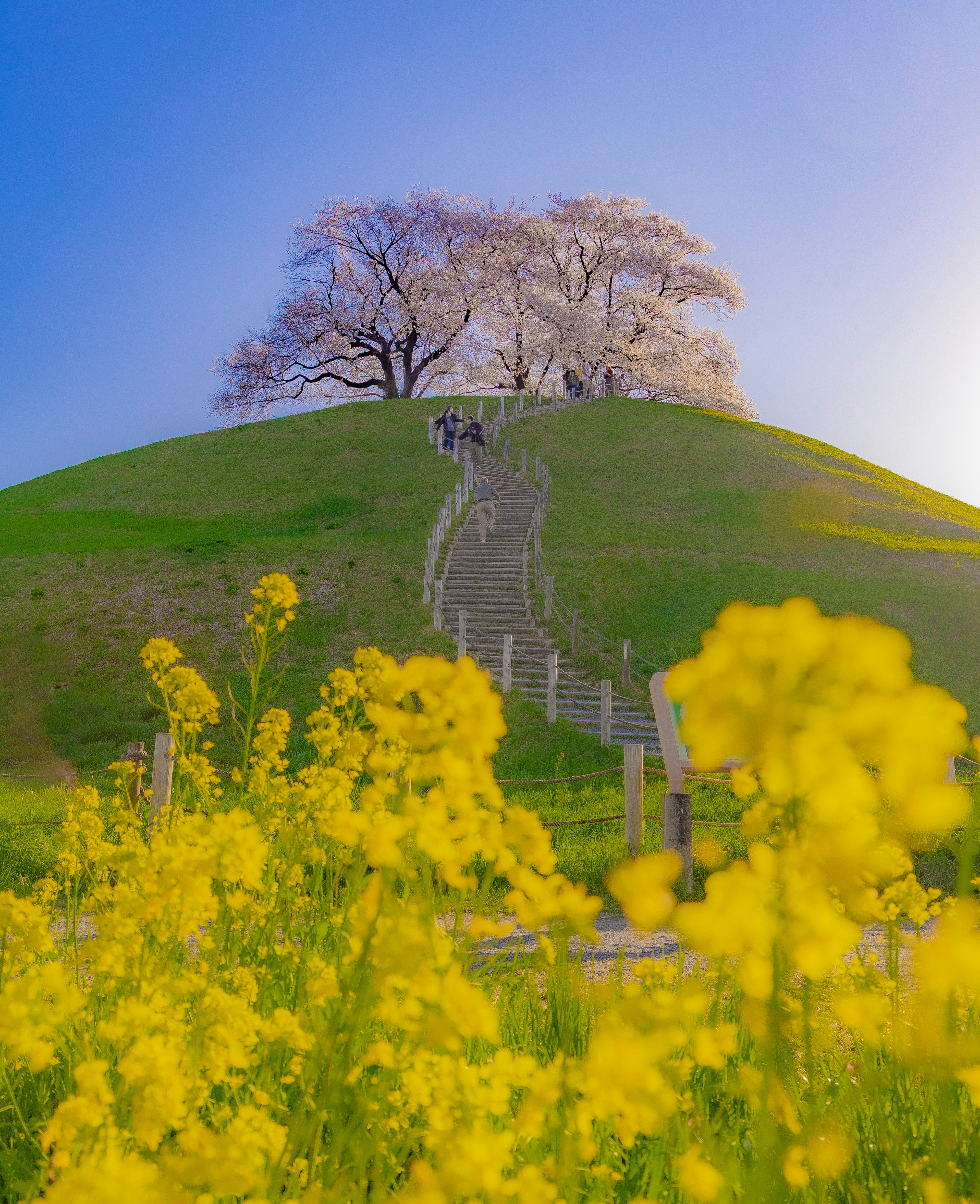 山丘上的櫻花和前景中的黃色花朵的風景