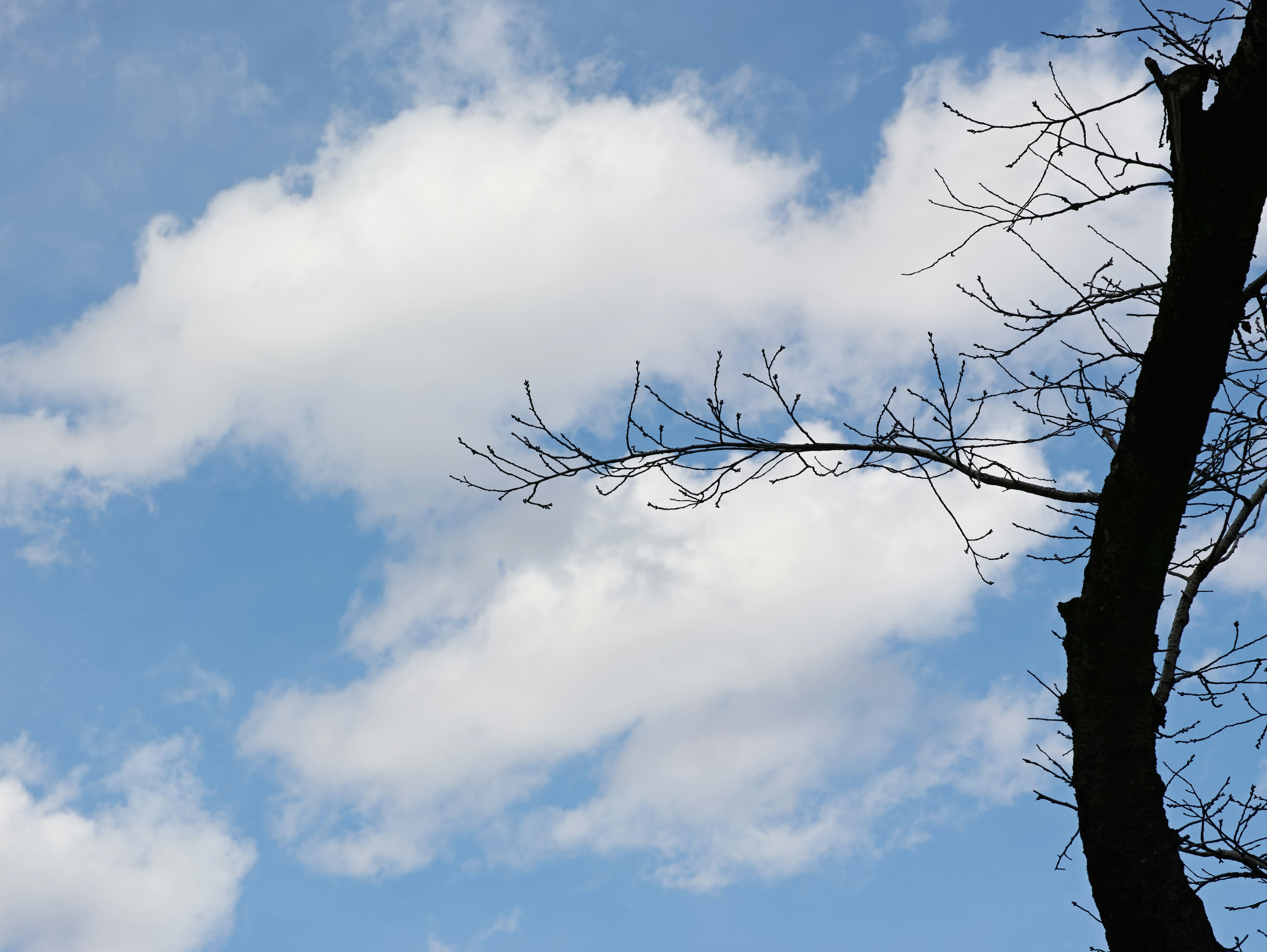 Nuages blancs dans un ciel bleu avec une branche d'arbre nue