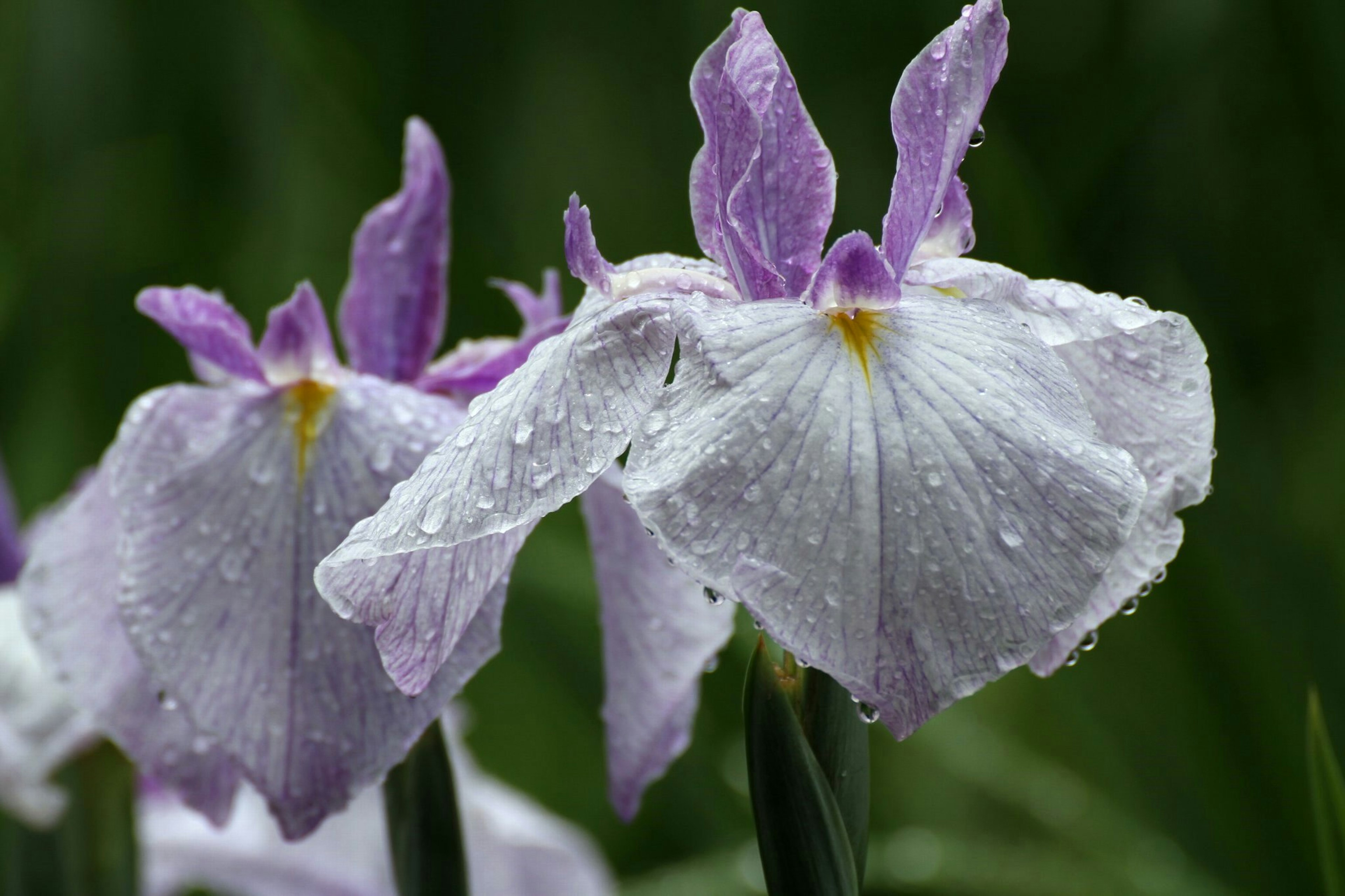 Flores de iris mojadas con pétalos morados y blancos