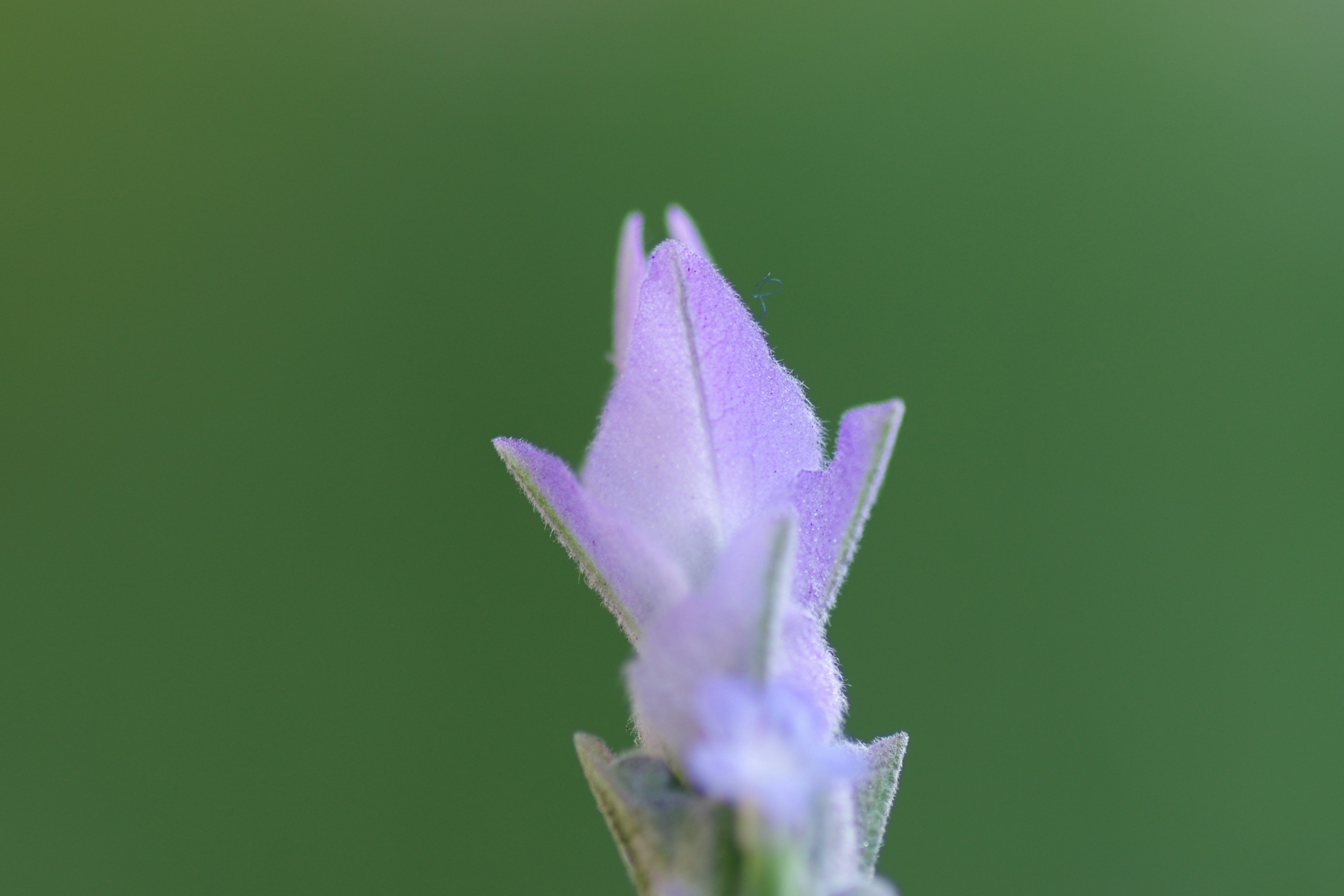 Bouton de fleur violet délicat sur fond vert