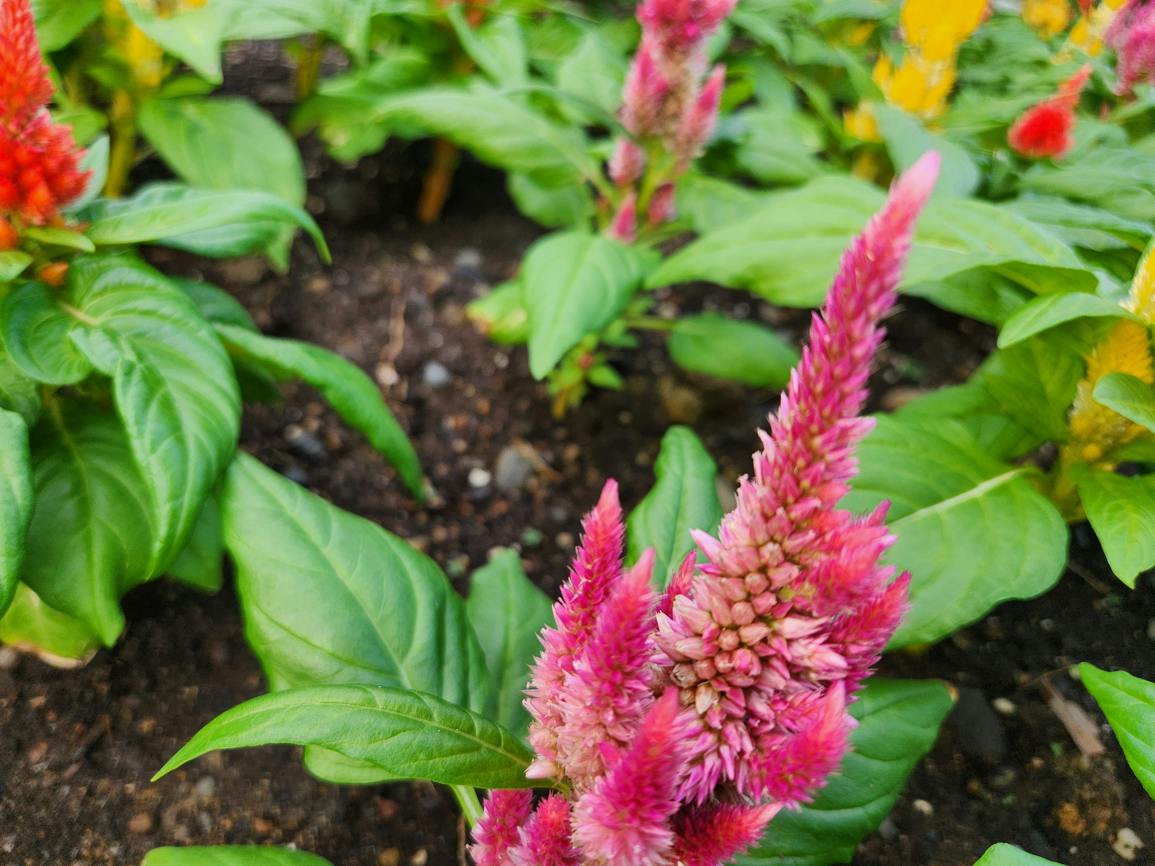 Lebendige pinkfarbene Hahnenkammblume mit üppigen grünen Blättern in einem Garten