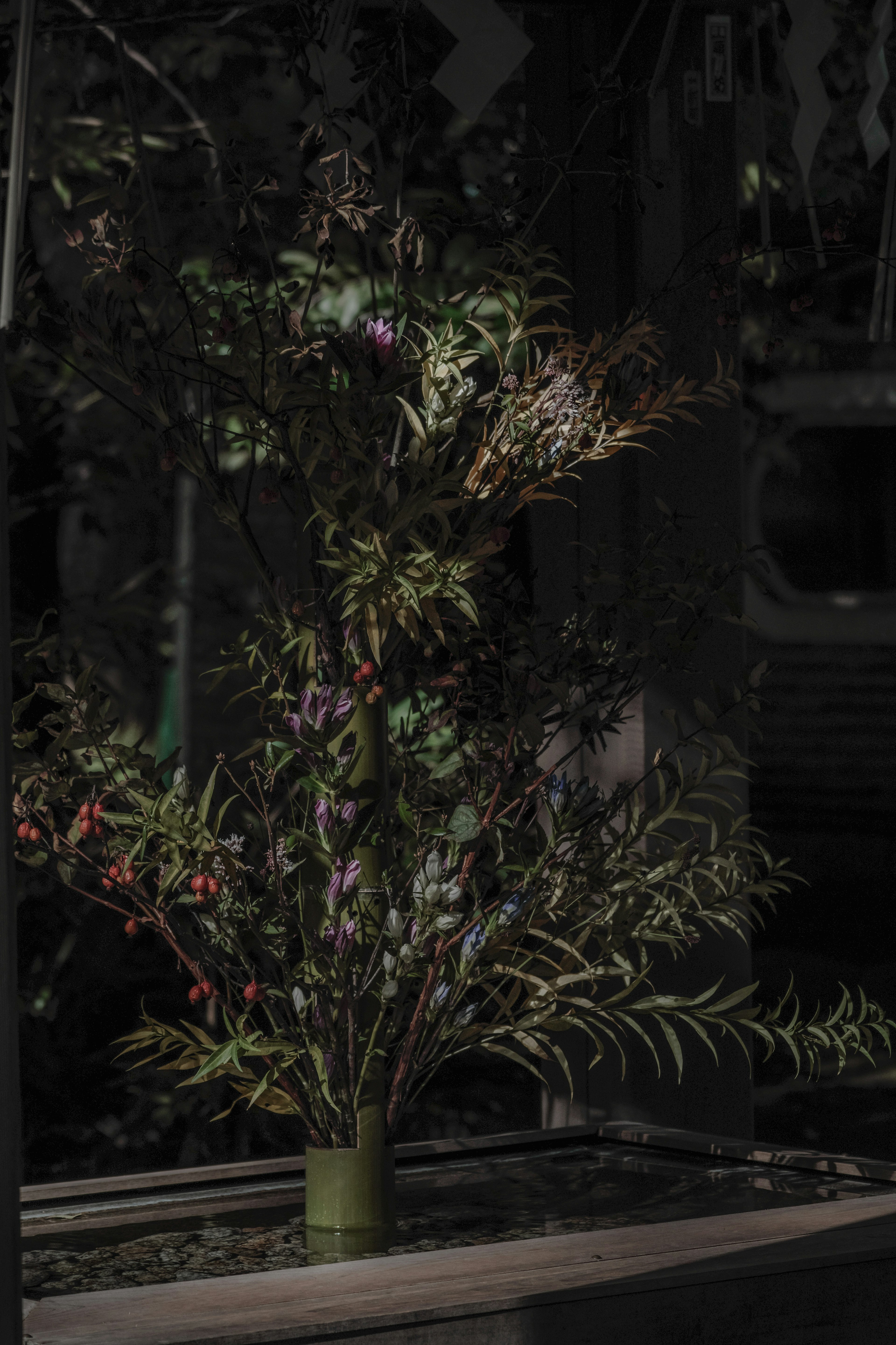 Composizione floreale con piante verdi e viola in un ambiente scuro