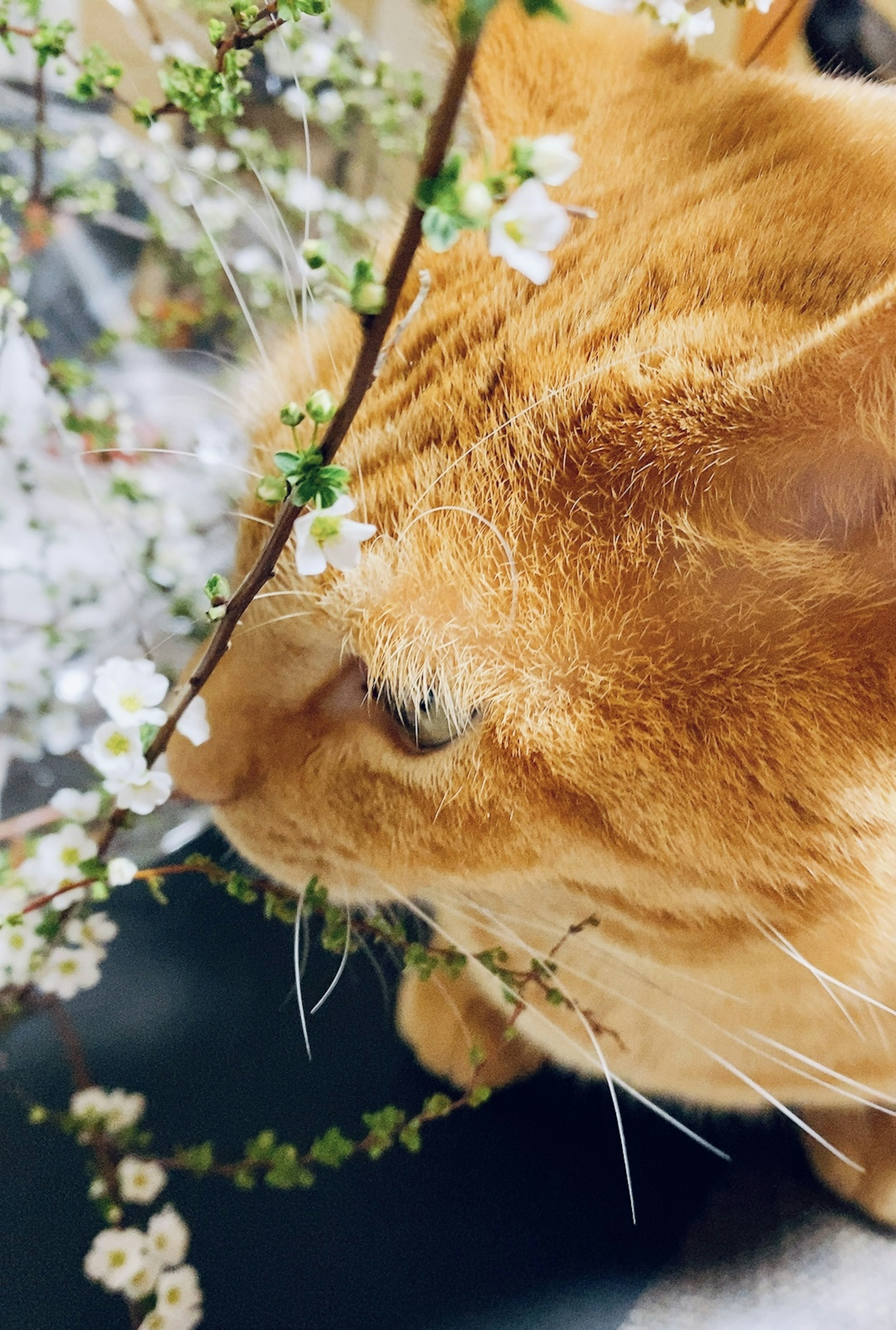 Orange Katze, die durch Blumen schaut