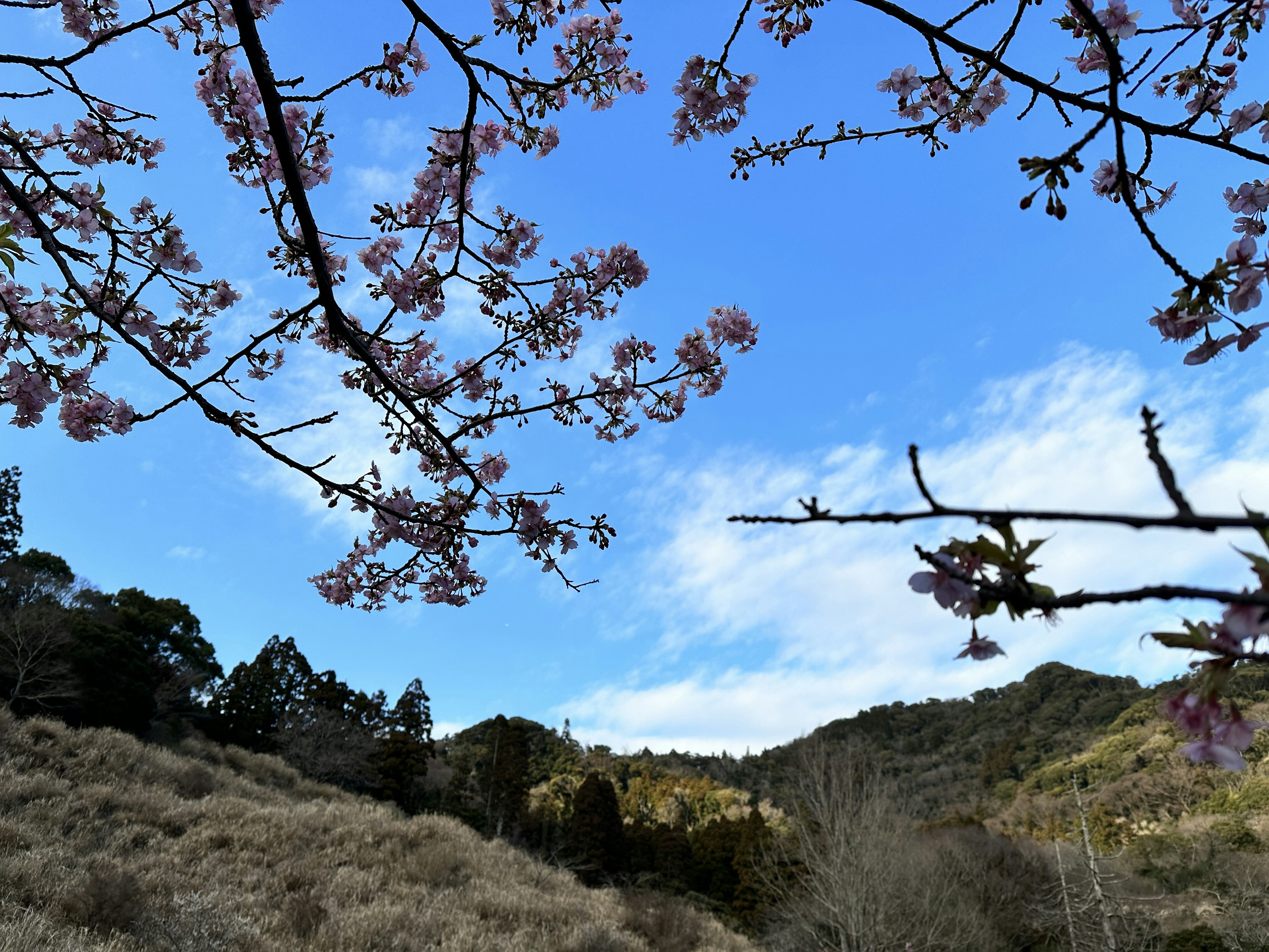 Paesaggio montano con ciliegi in fiore e cielo blu