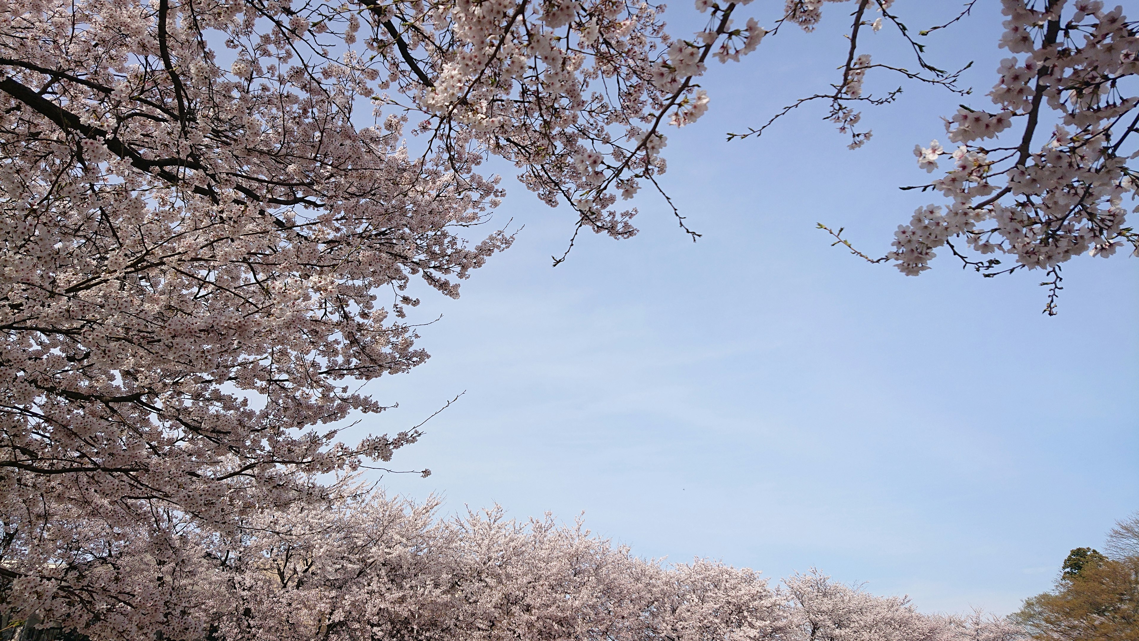 Pohon sakura yang berbunga di bawah langit biru yang cerah