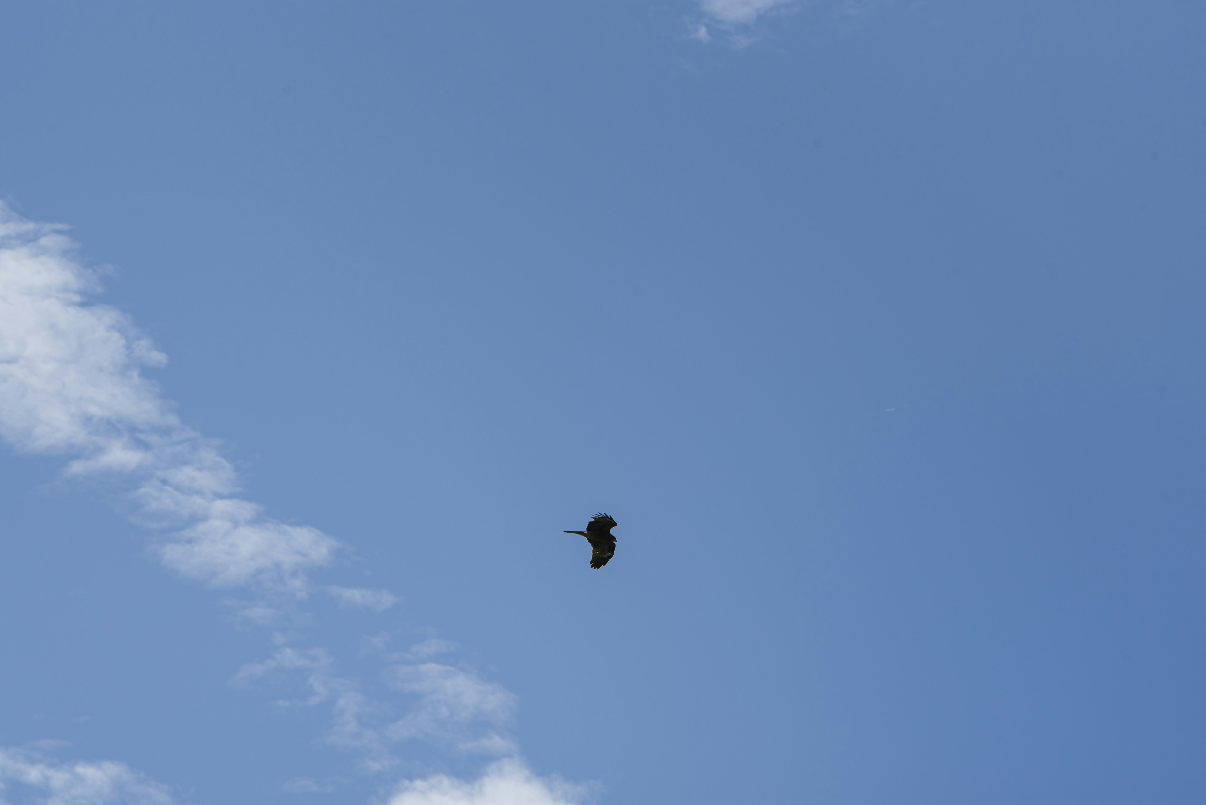 Silhouette d'un oiseau noir planant dans un ciel bleu