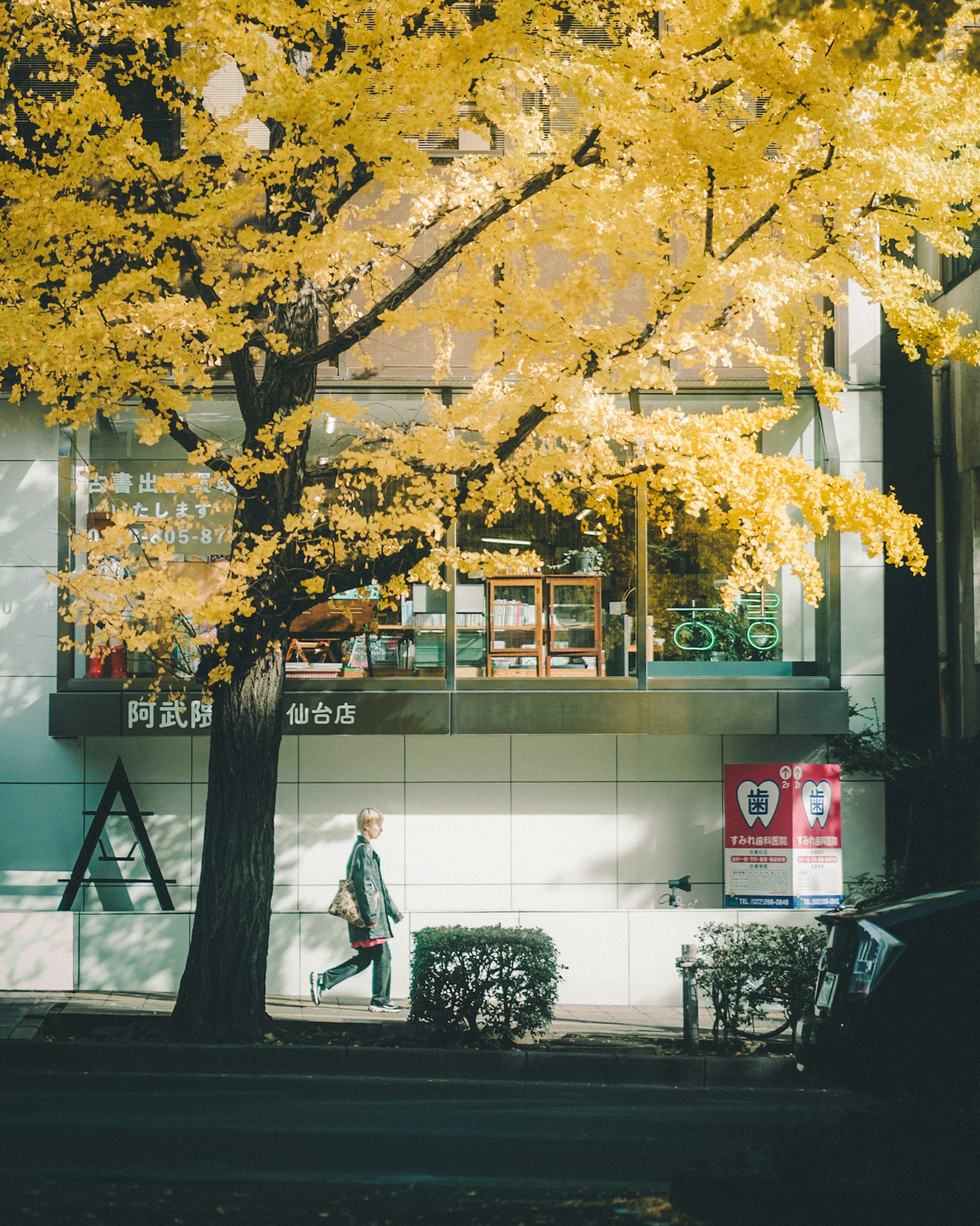 Una persona caminando bajo un árbol con hojas amarillas de otoño frente a una librería