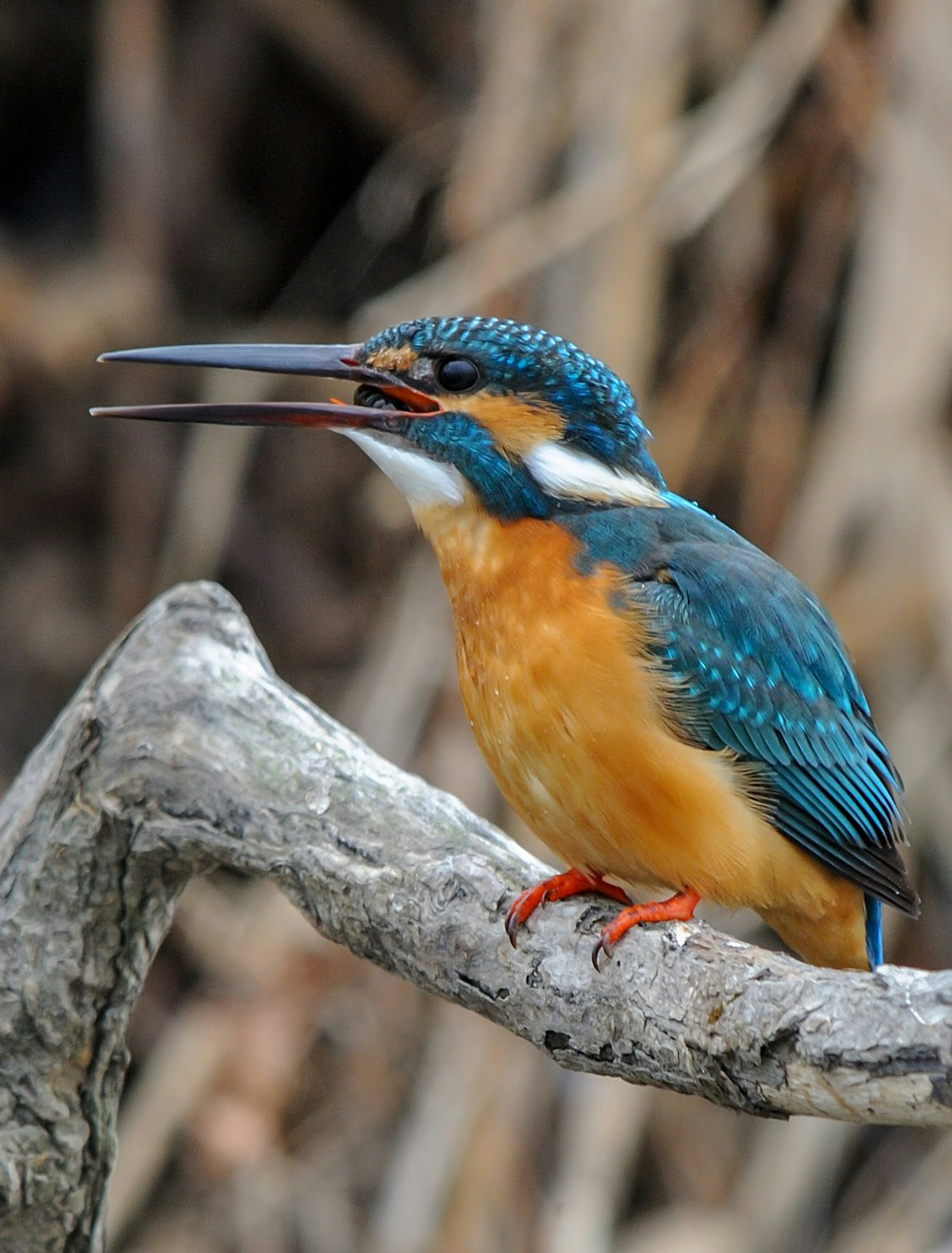 Un martin pescatore con piume blu e pancia arancione appollaiato su un ramo