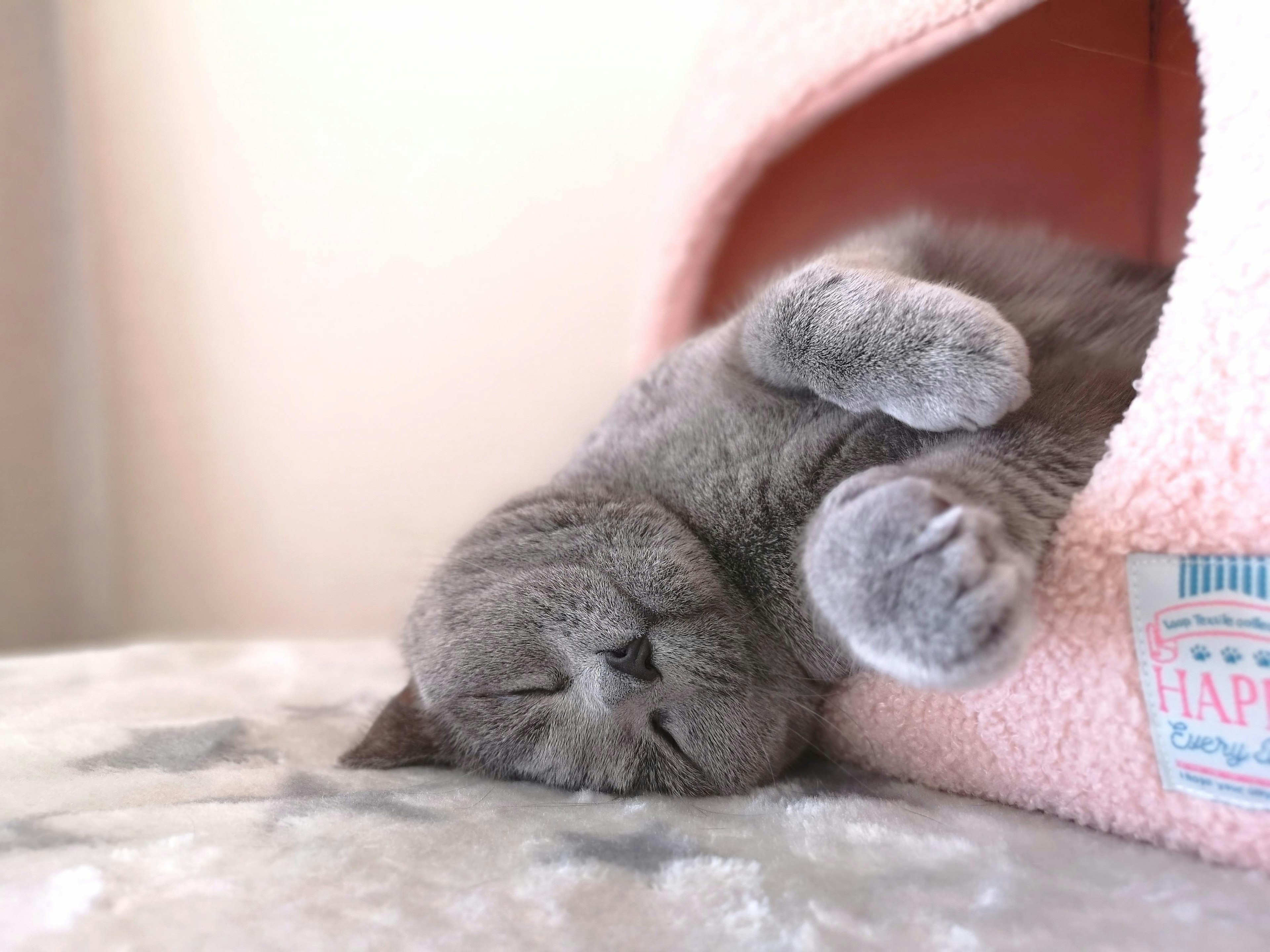 Gatto grigio che dorme in un letto rosa