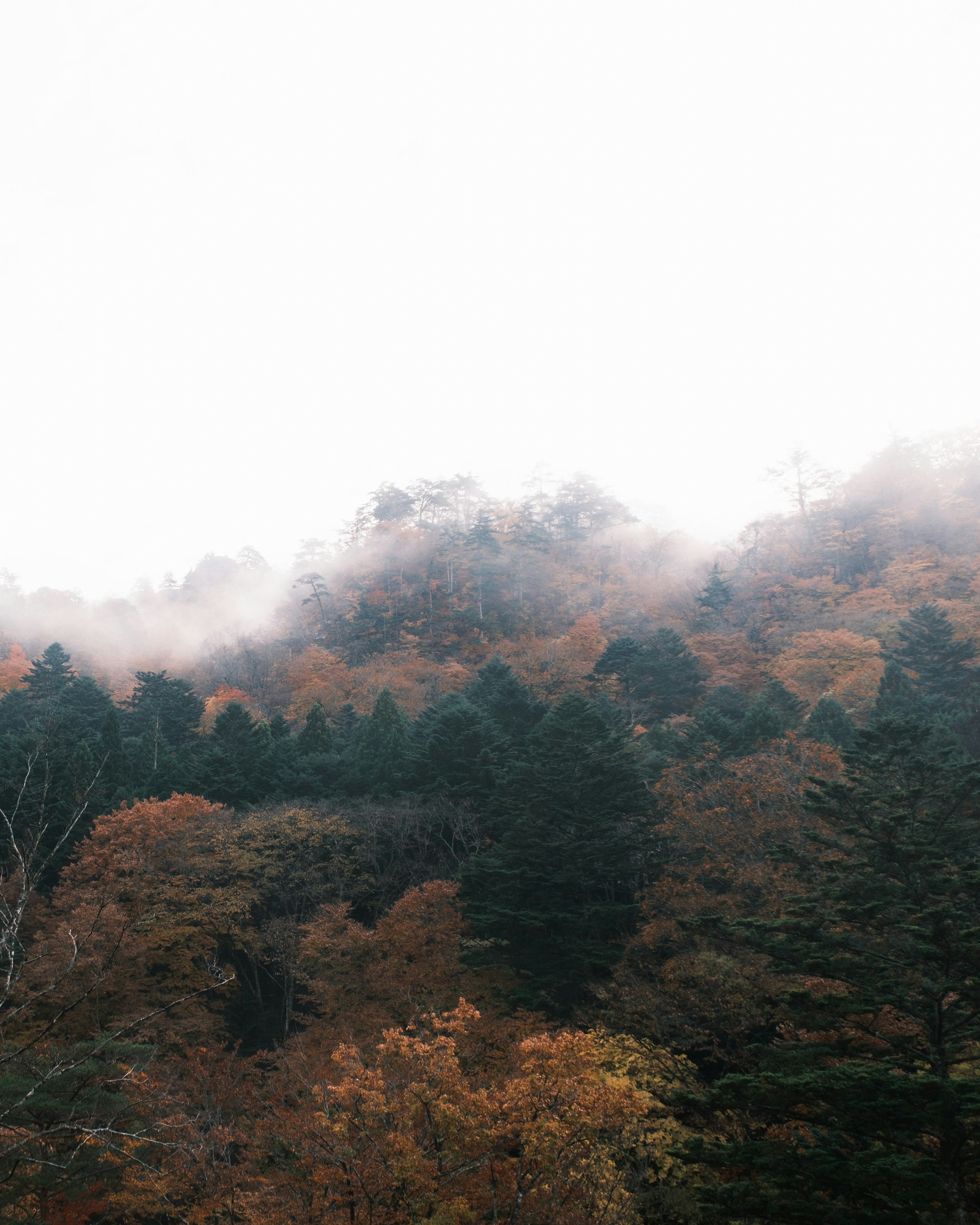 霧に包まれた秋の山々と色づいた木々の風景