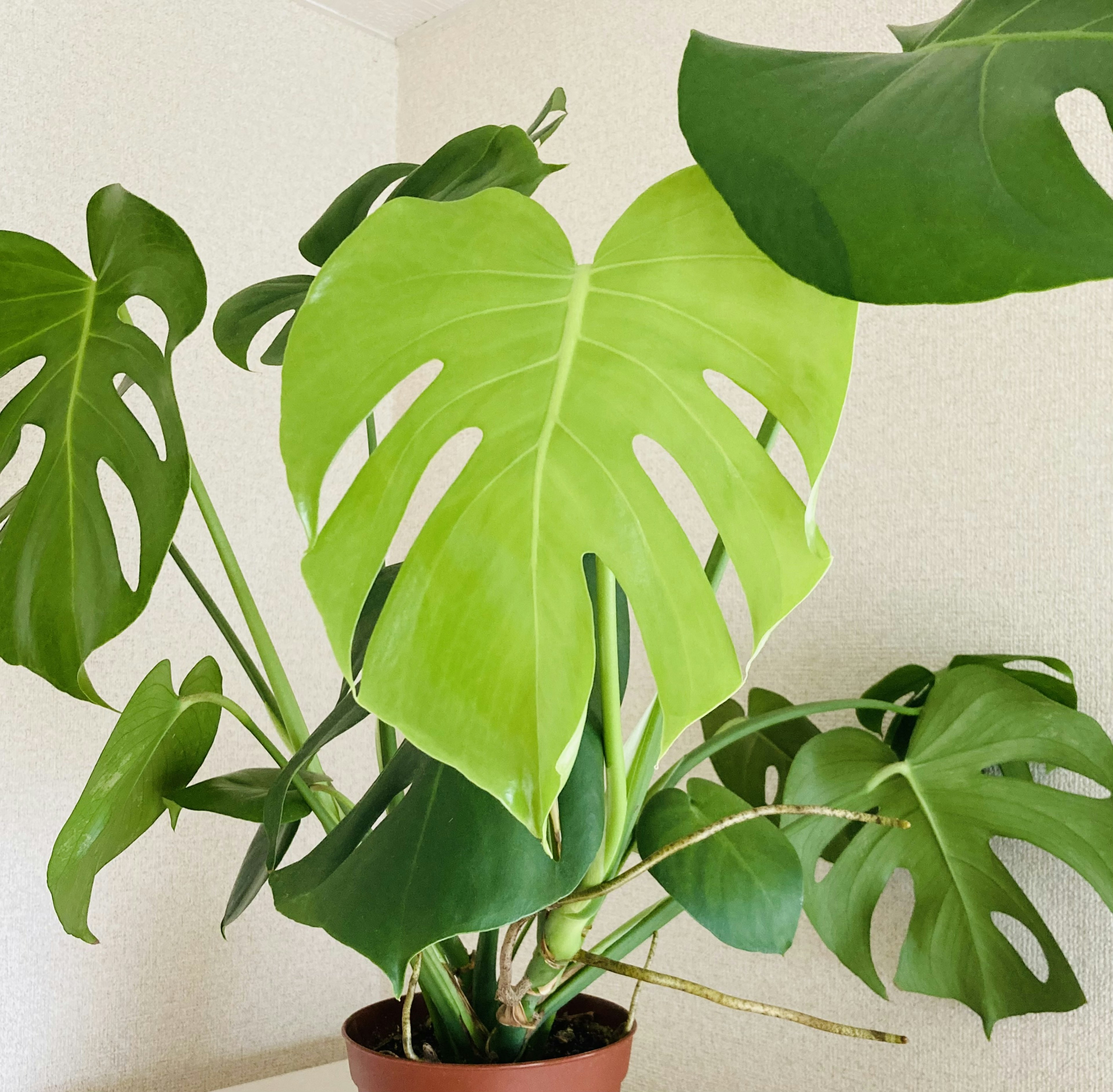 Una planta Monstera en maceta con grandes hojas verdes que muestran cortes únicos