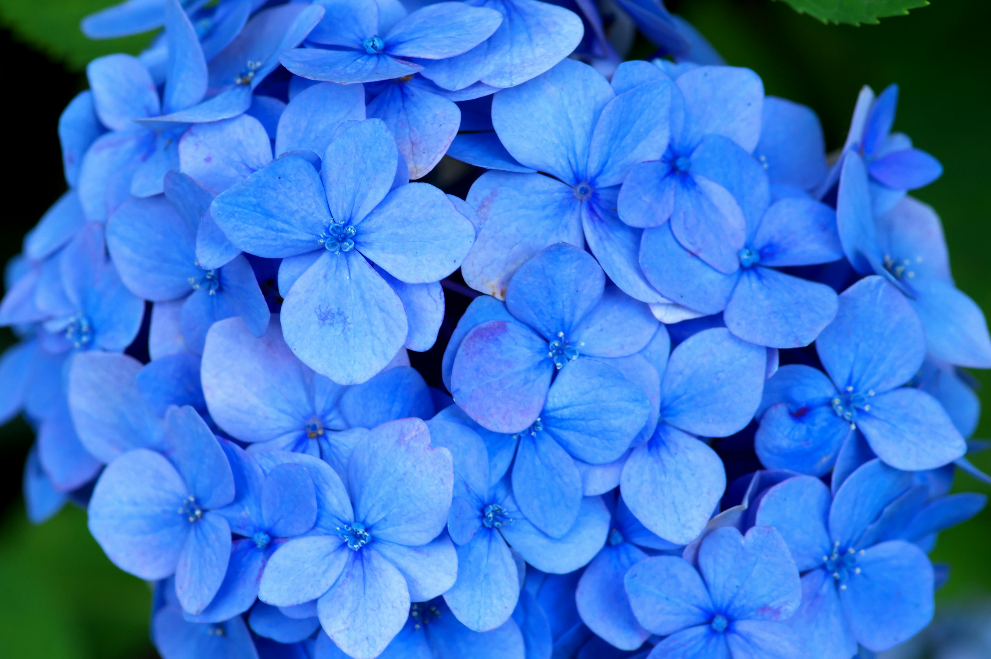 Un gruppo di fiori di ortensia blu che sbocciano vivacemente