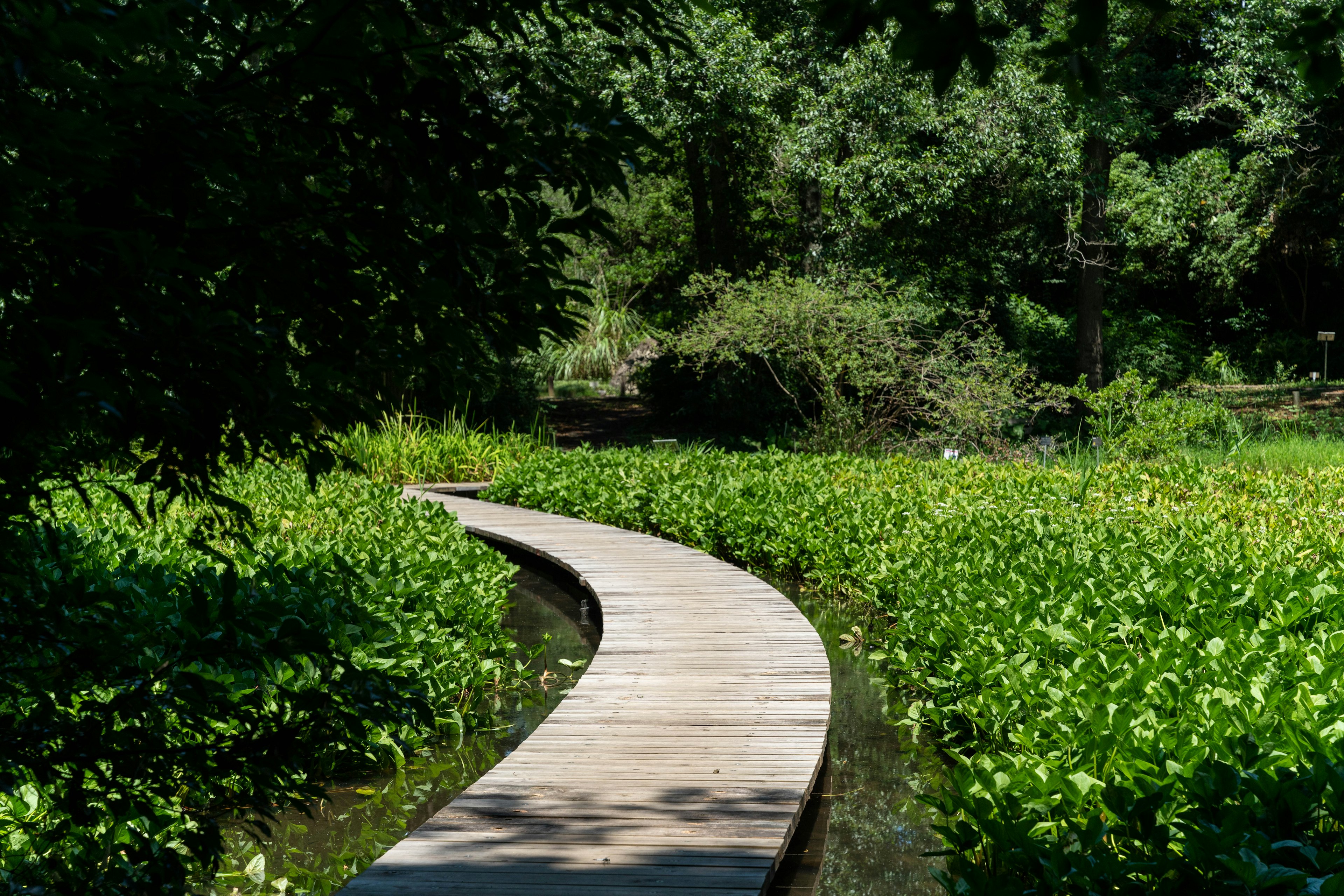 Curved wooden pathway surrounded by lush greenery