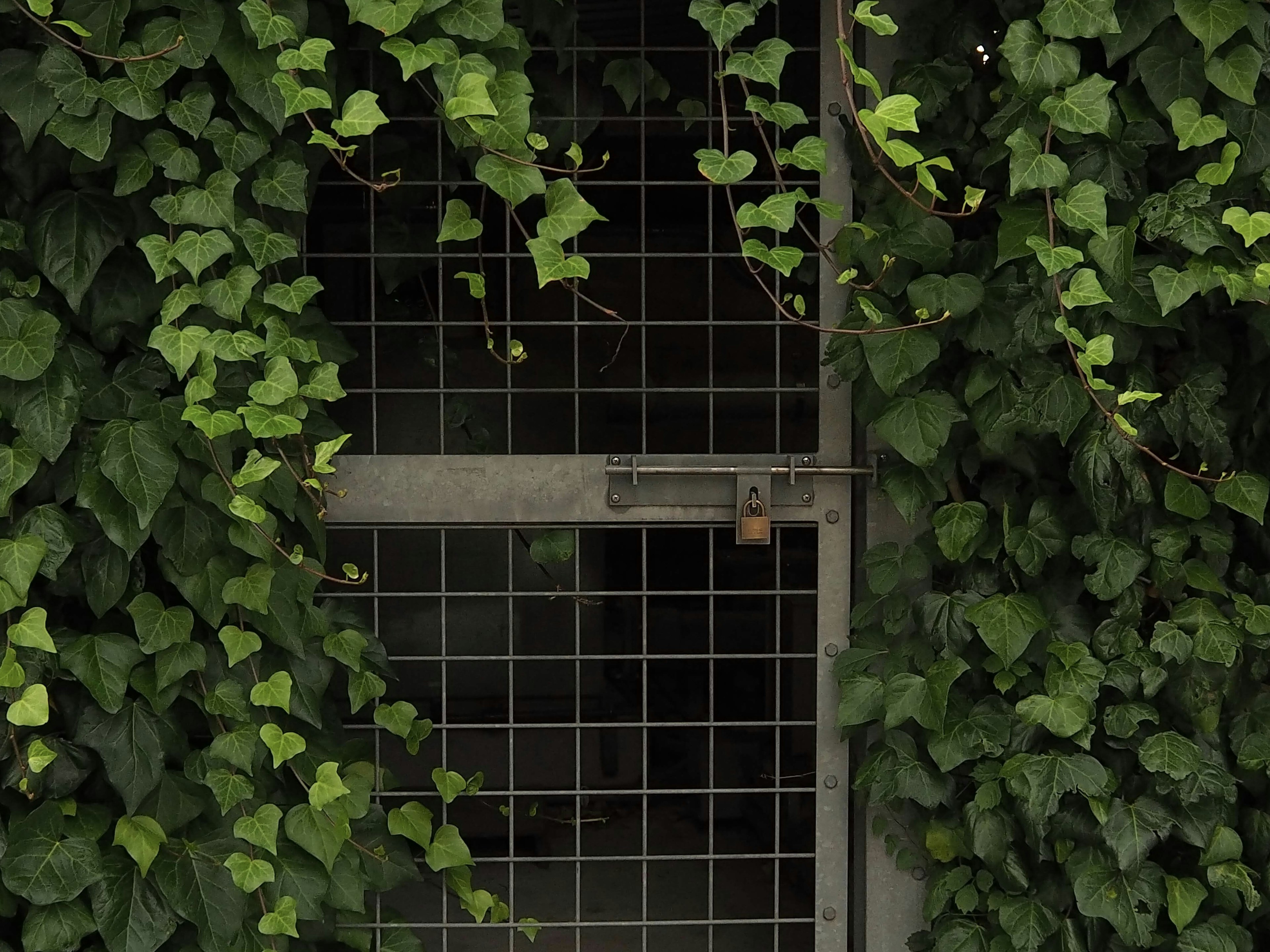 Metal grid door covered in green ivy leaves