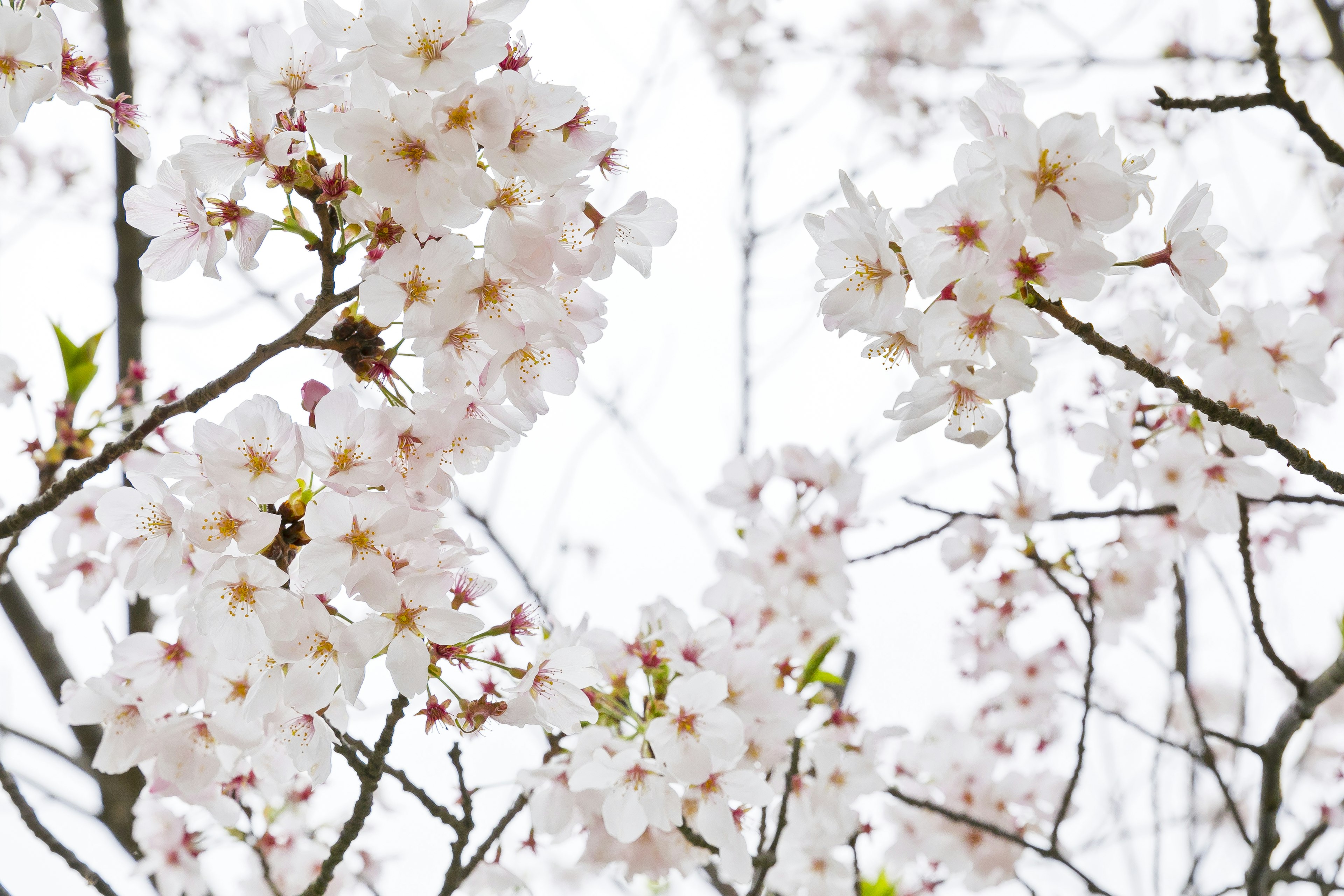 Kedekatan cabang bunga sakura dengan bunga putih di latar belakang cerah