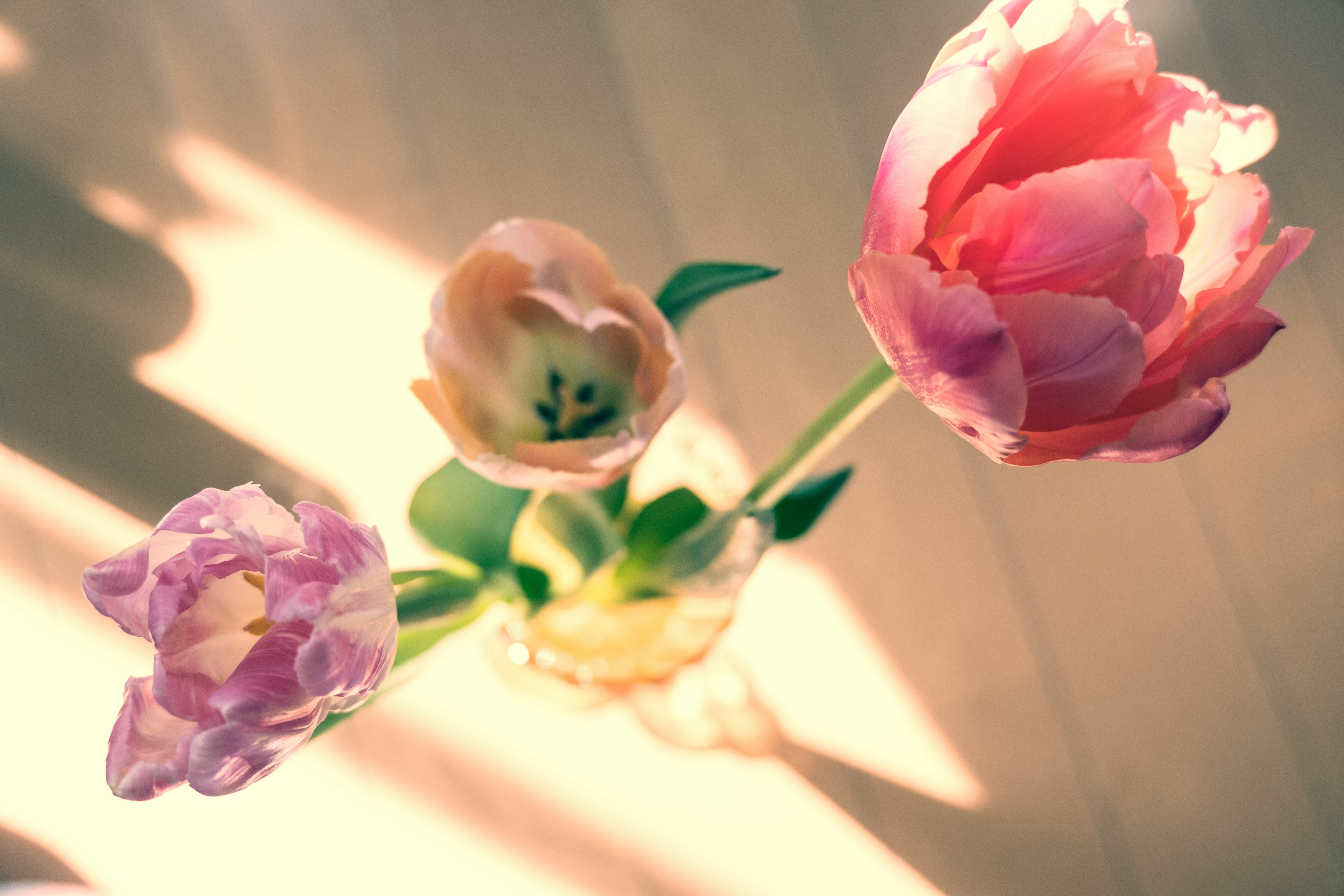 Colorful tulip flowers arranged in a vase