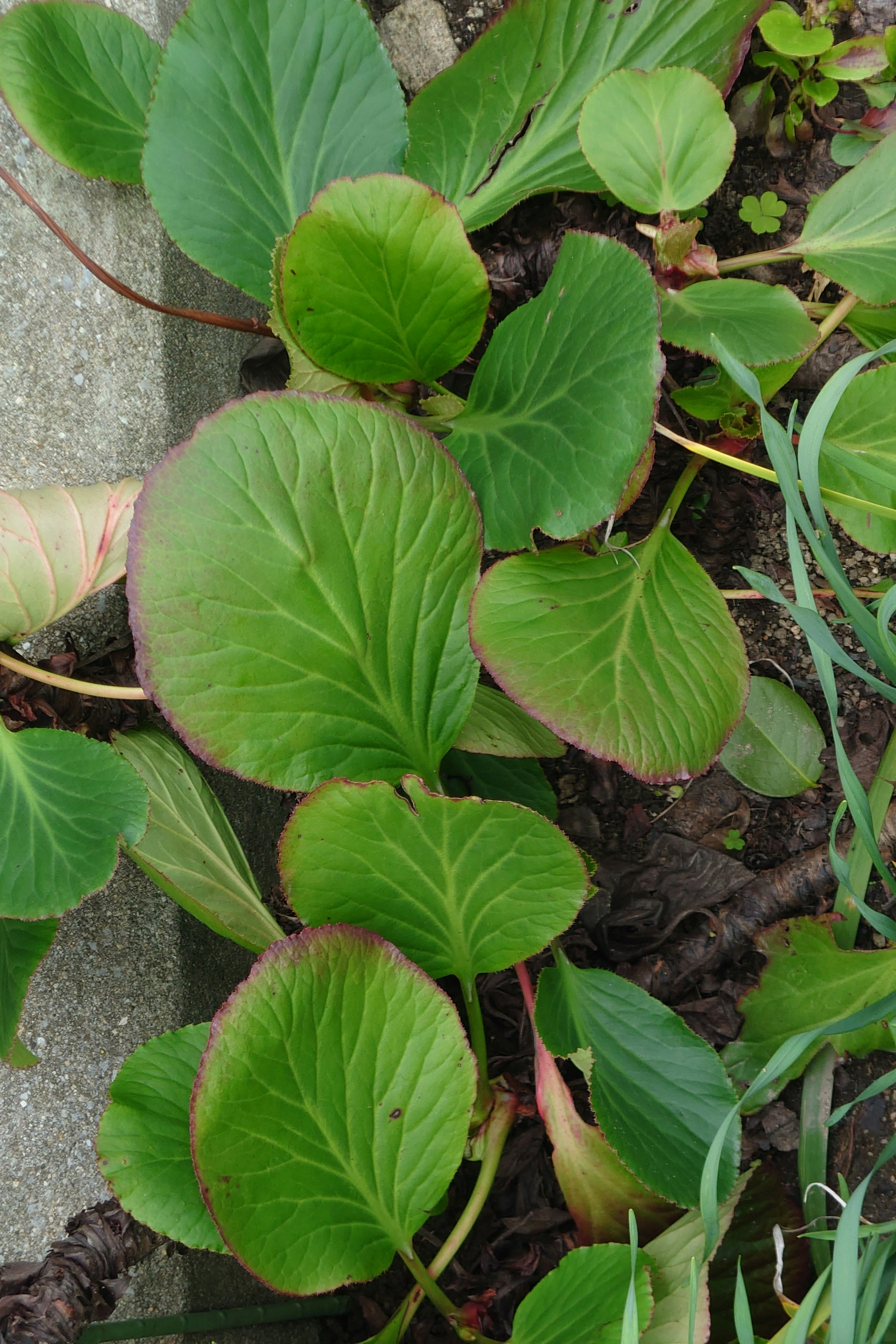 緑色の葉が特徴的な植物の群れと地面のコンクリート