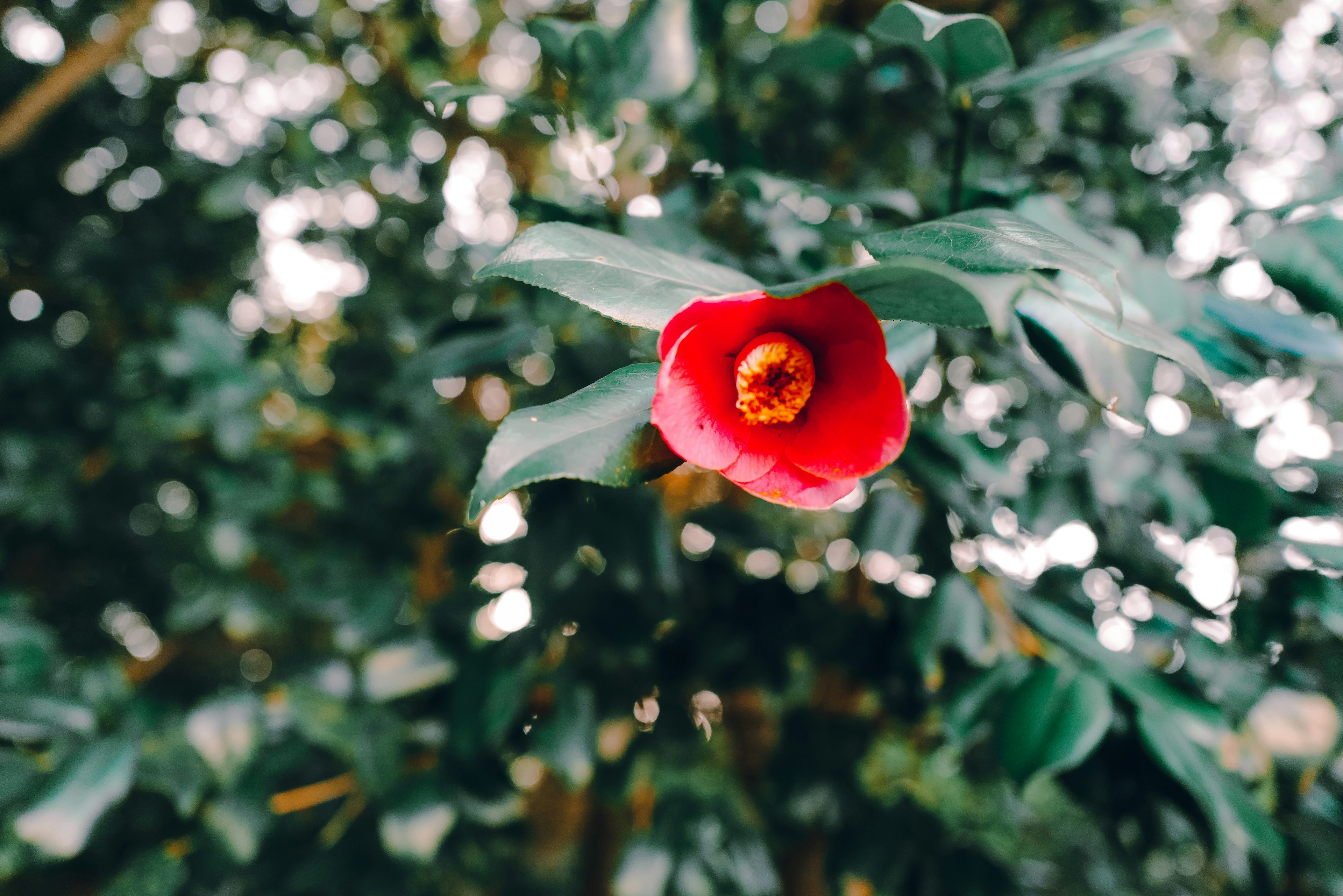 Acercamiento de una flor roja rodeada de hojas verdes