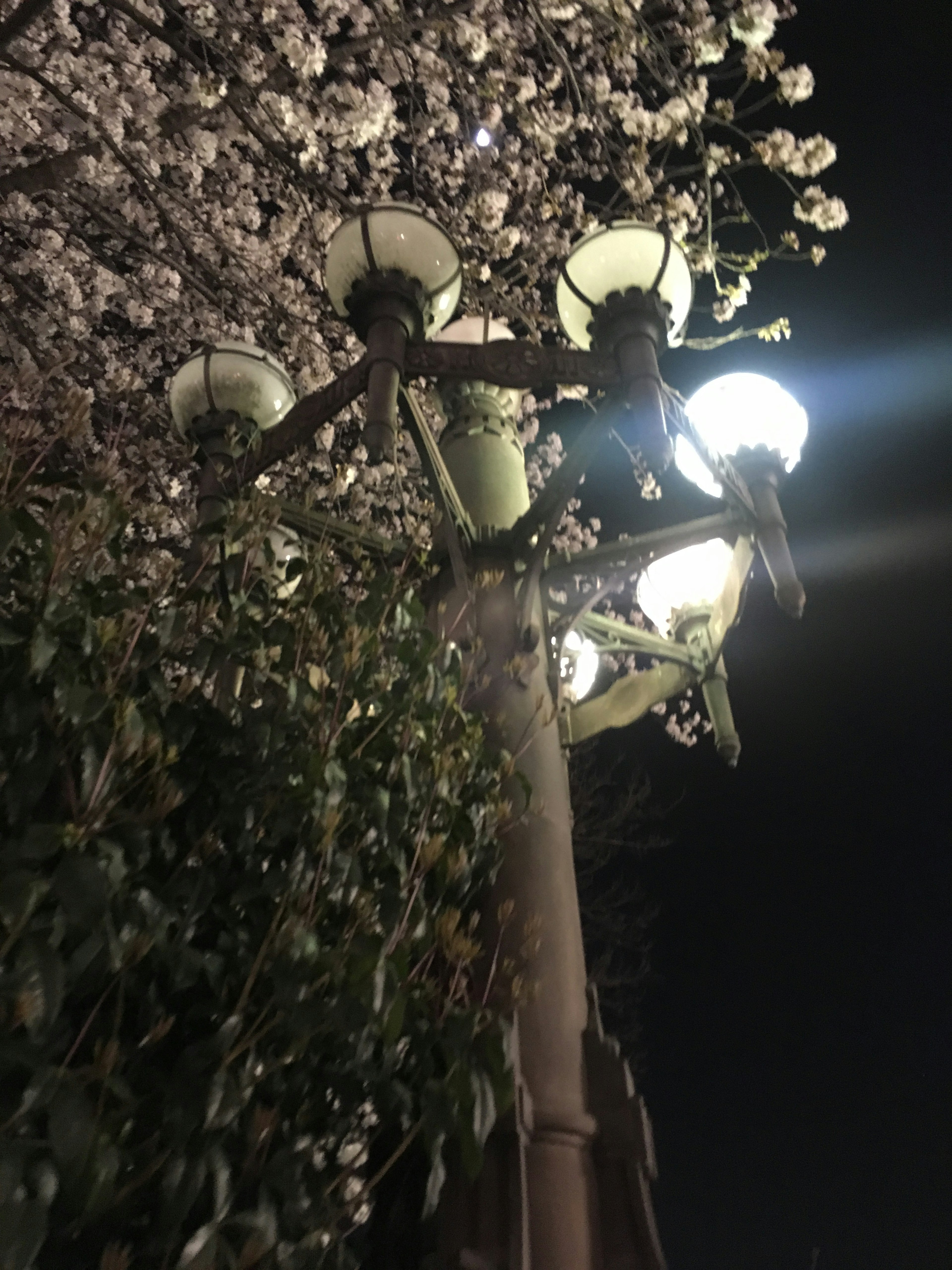 Un hermoso contraste entre las flores de cerezo y las farolas por la noche