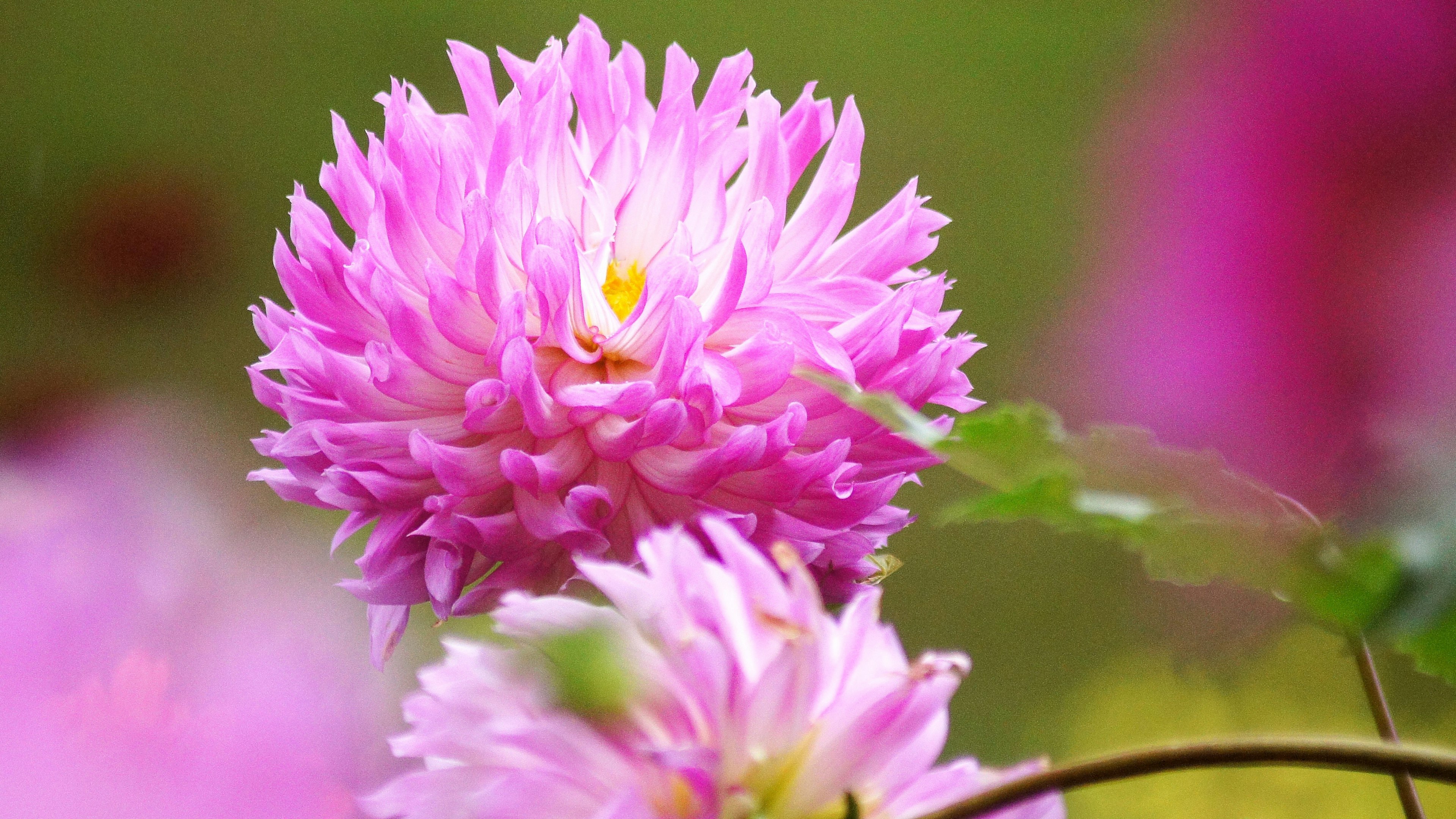 Sebuah bunga pink cerah yang mekar dengan daun hijau kabur di latar belakang