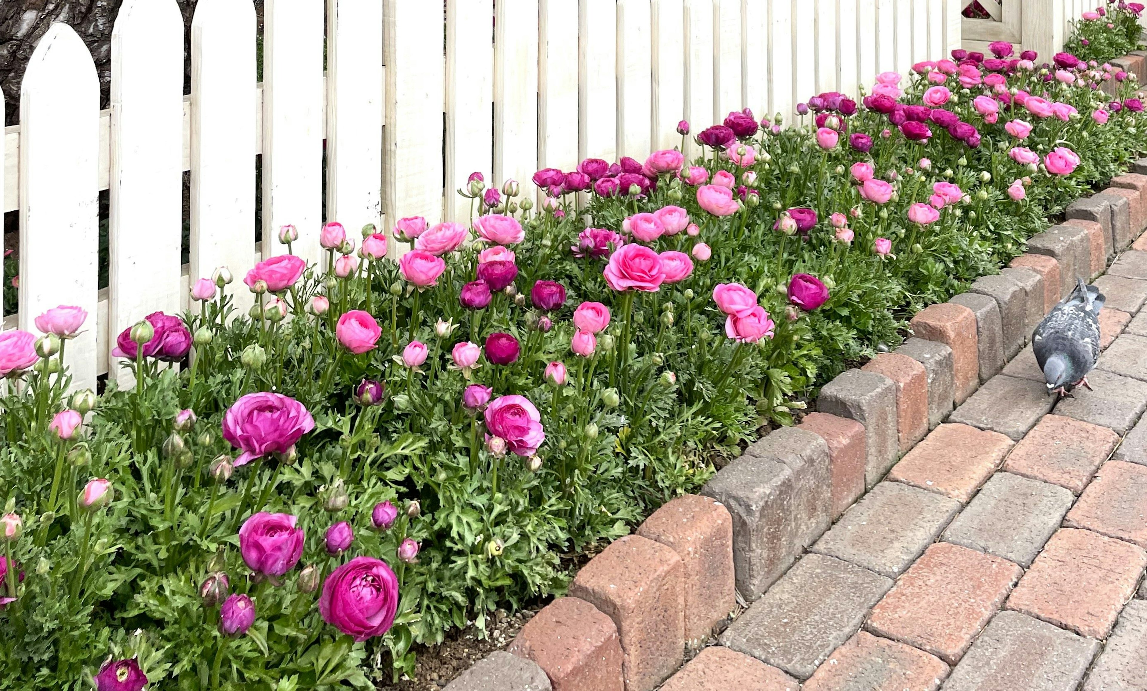 Flores de ranúnculo rosas floreciendo frente a una cerca blanca con pavimento de ladrillos