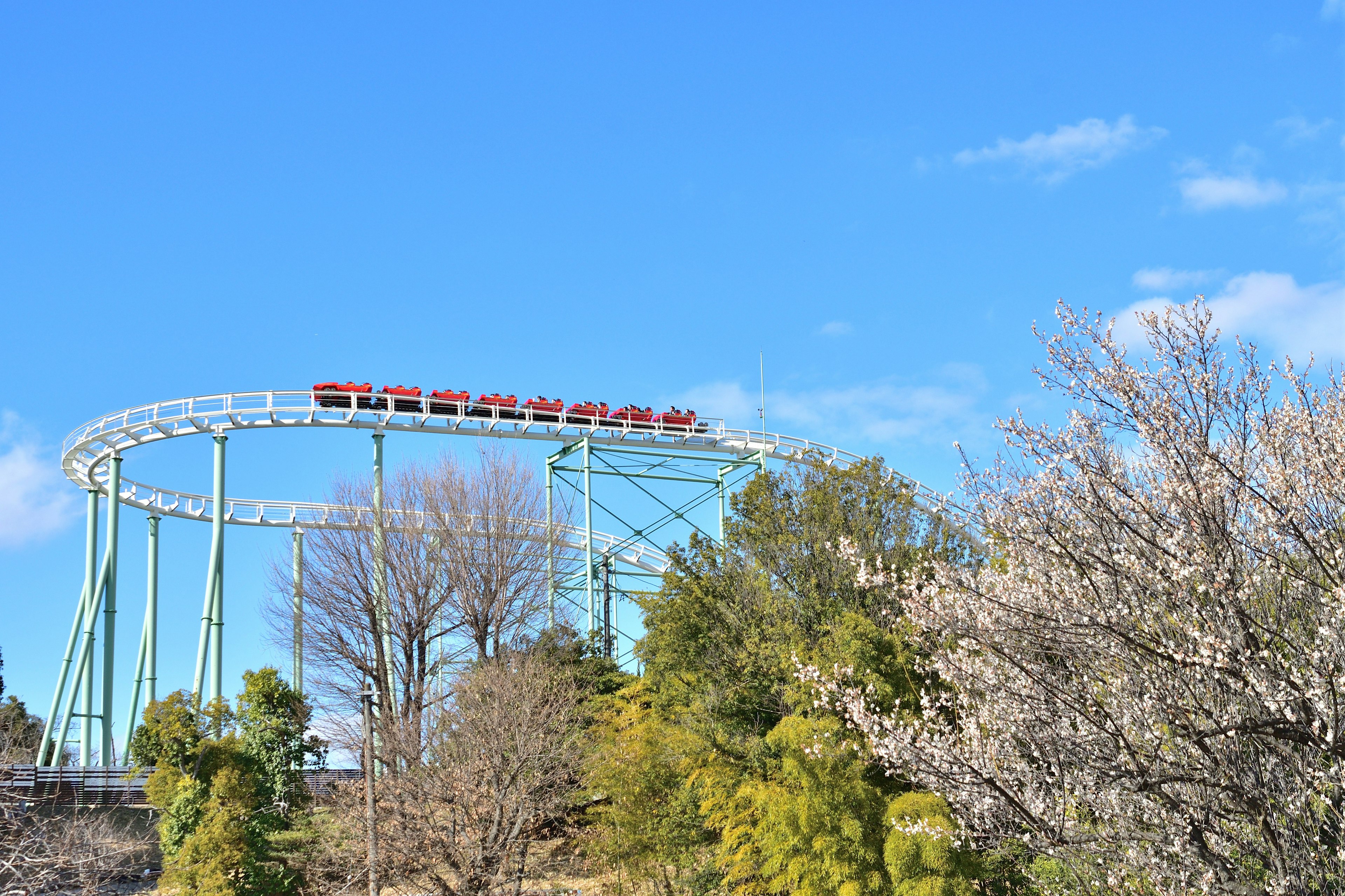 Roller coaster under blue sky with blooming trees