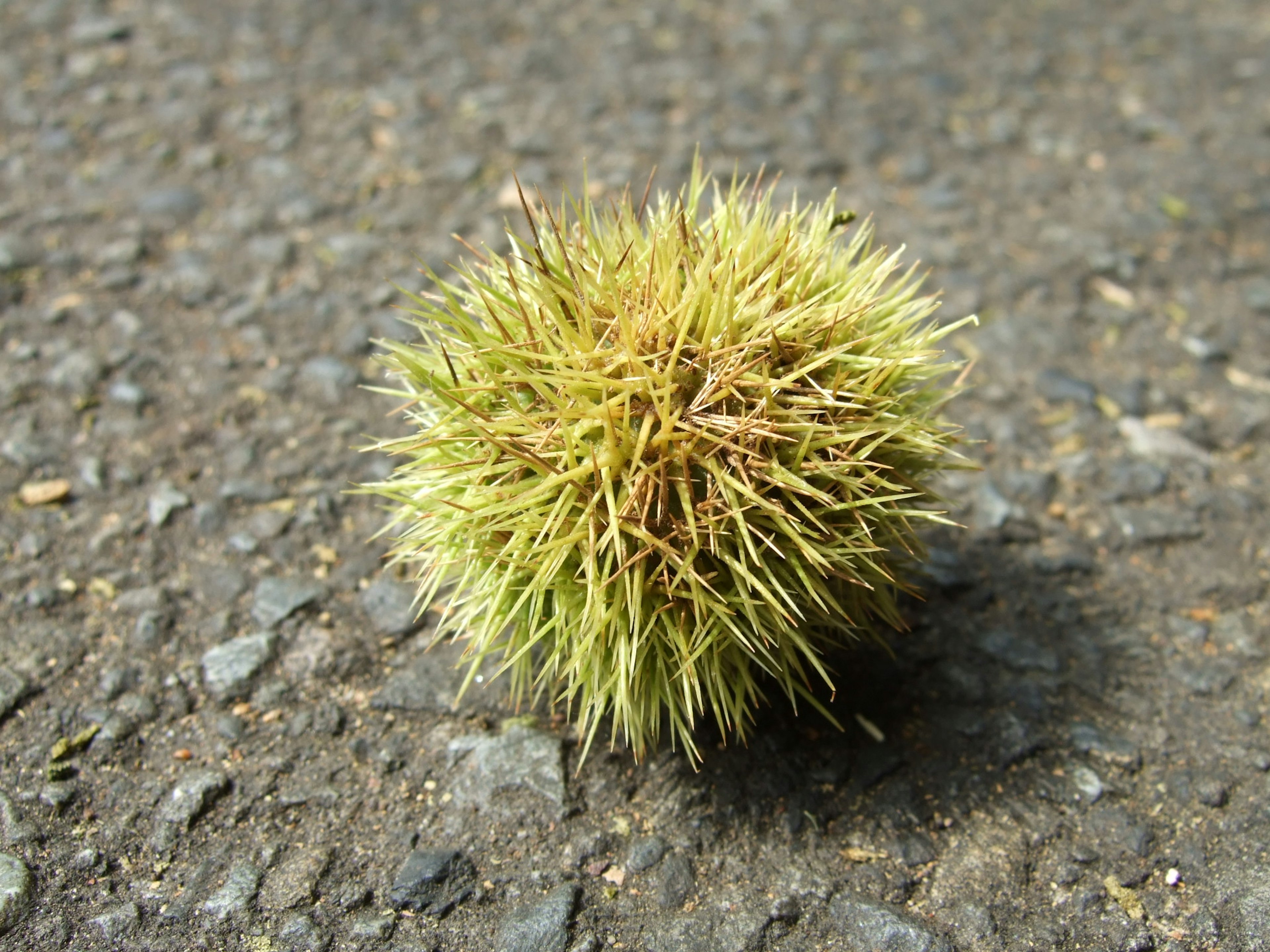 Un riccio di castagna verde spinosa che riposa su una superficie di ghiaia