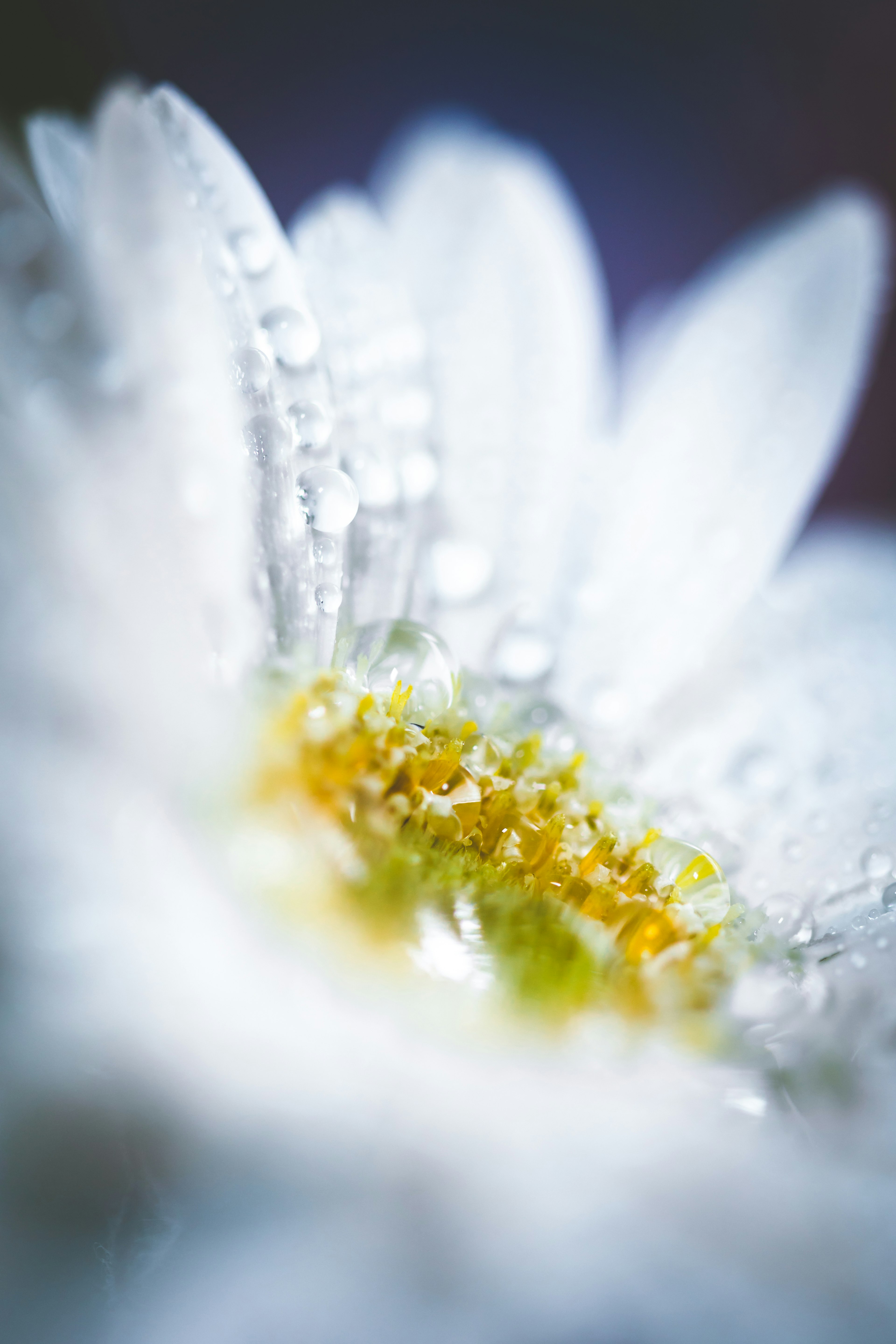 白い花びらに水滴がついた美しい花のクローズアップ