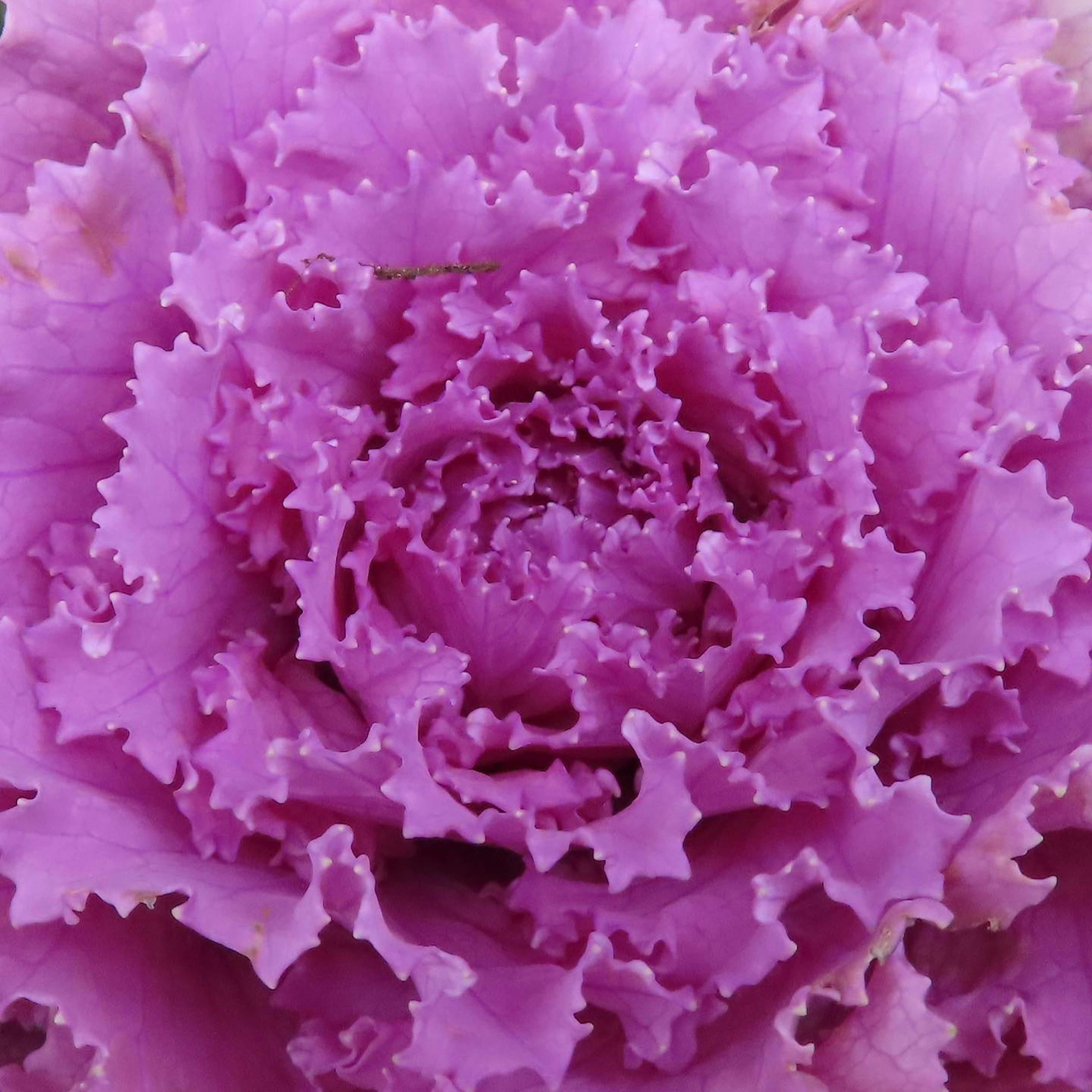 Primo piano di un fiore di cavolo ornamentale viola brillante