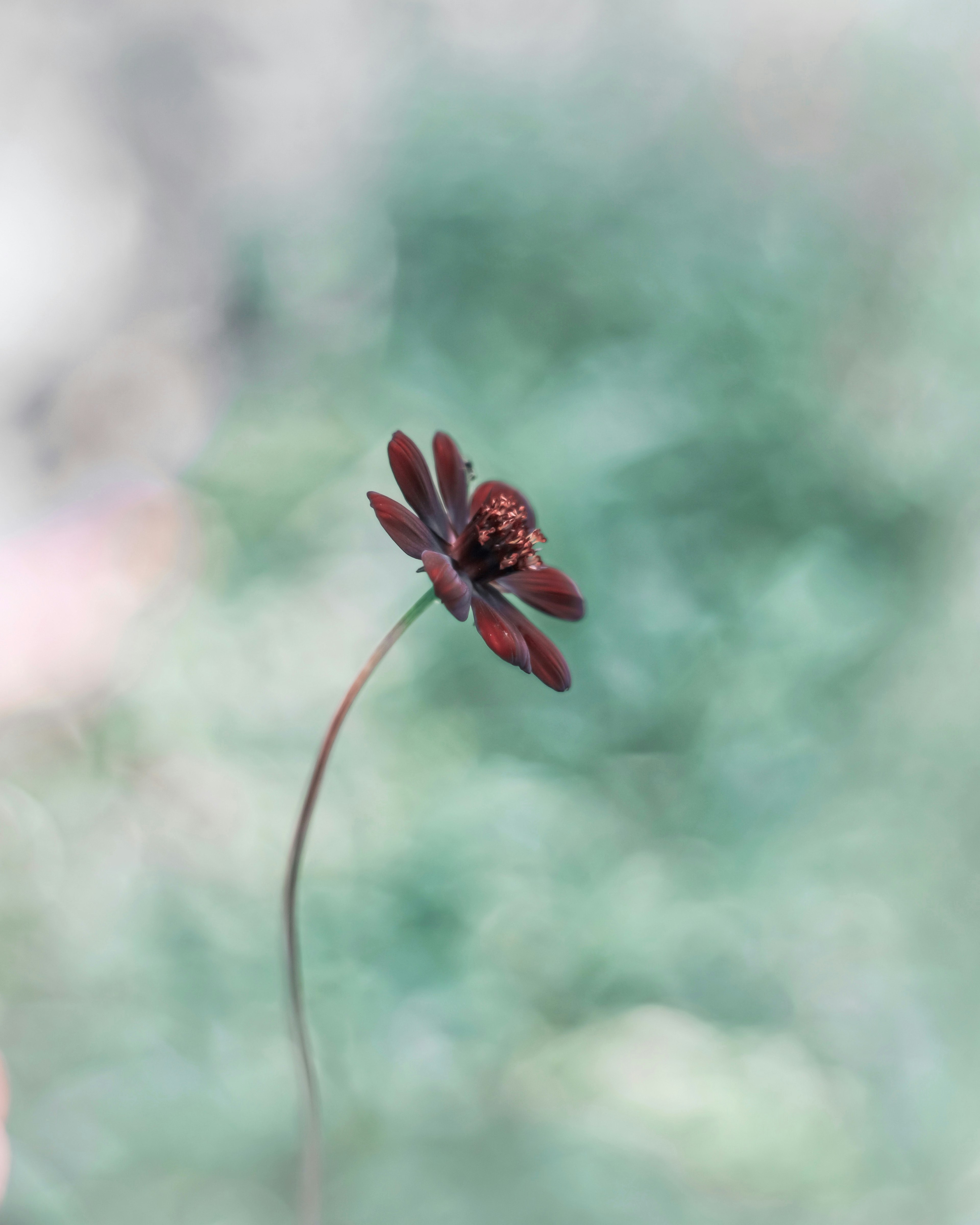 A slender stem with a reddish-brown flower against a green background