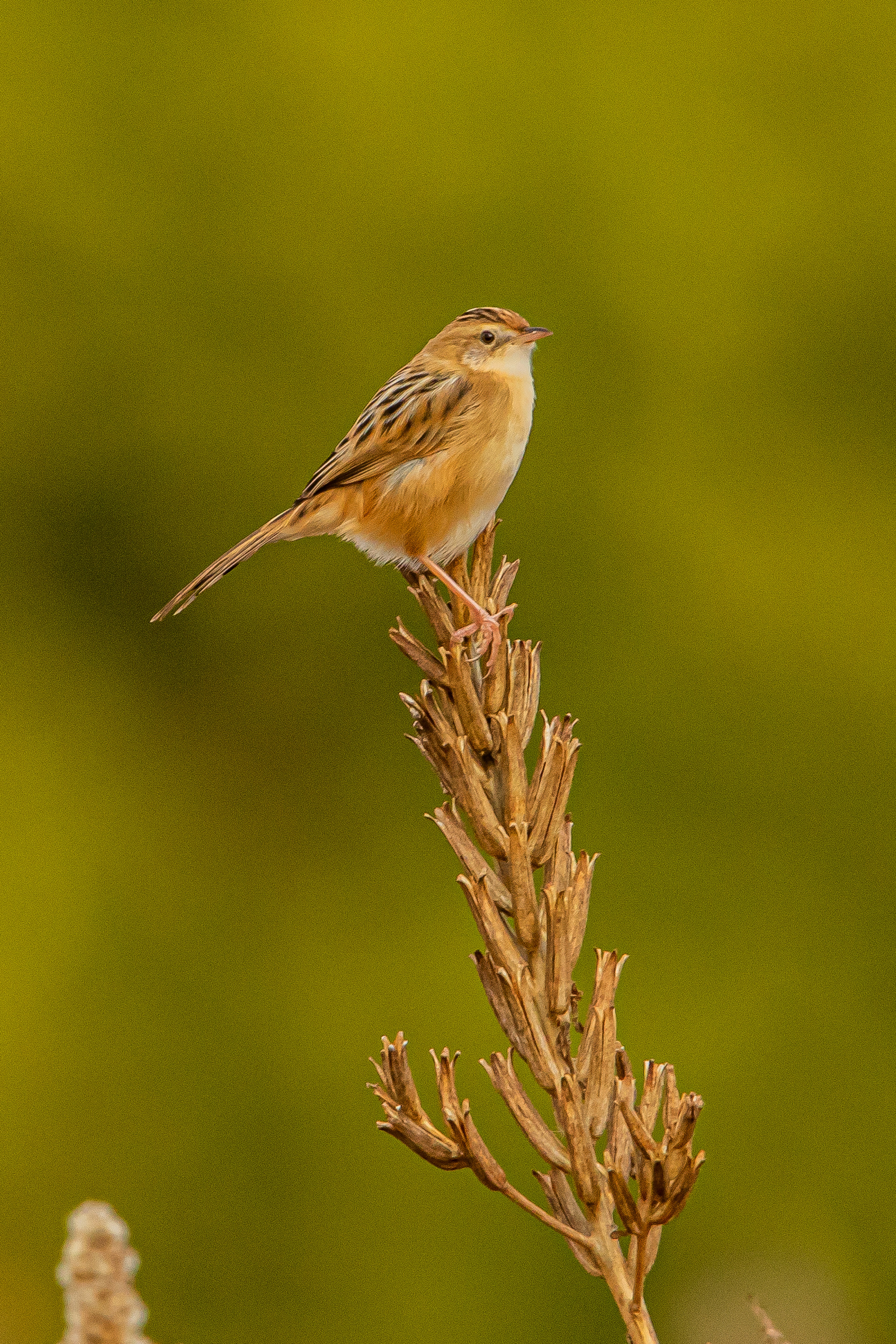 A small bird perched on top of a grass spike with a blurred green background