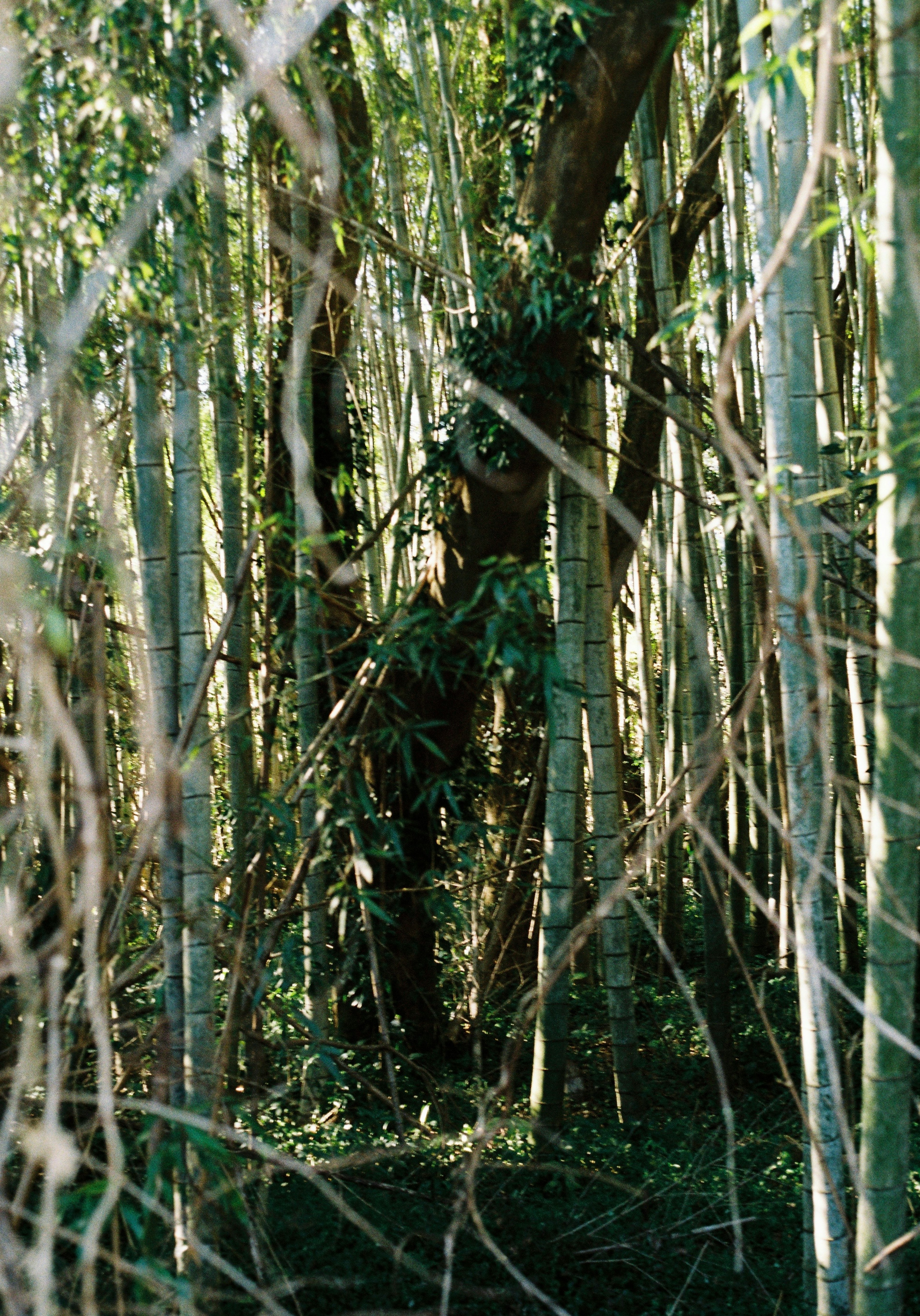 Forêt de bambous dense avec des arbres hauts et une verdure luxuriante