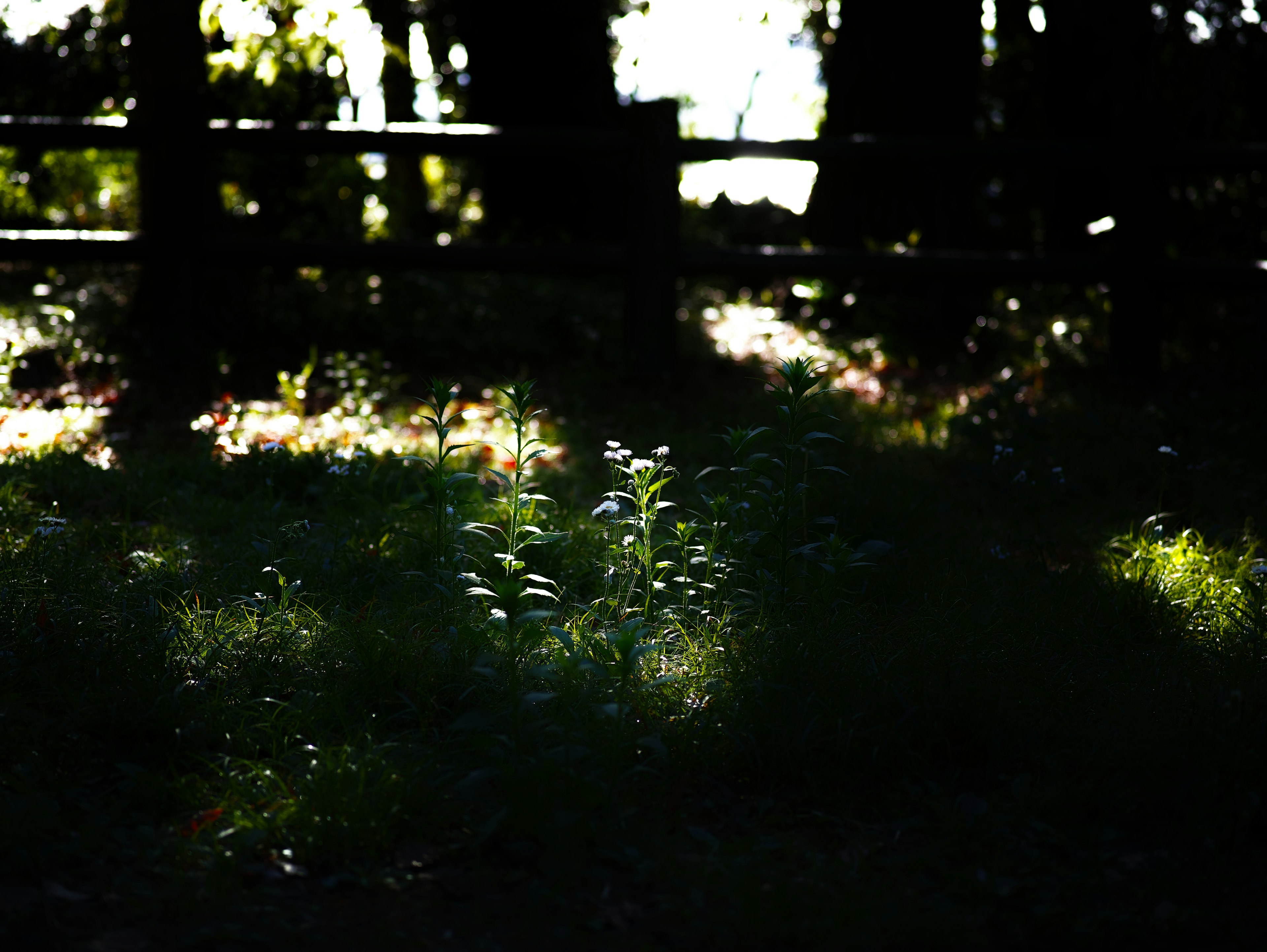 Contrast of green grass and light in a dimly lit forest