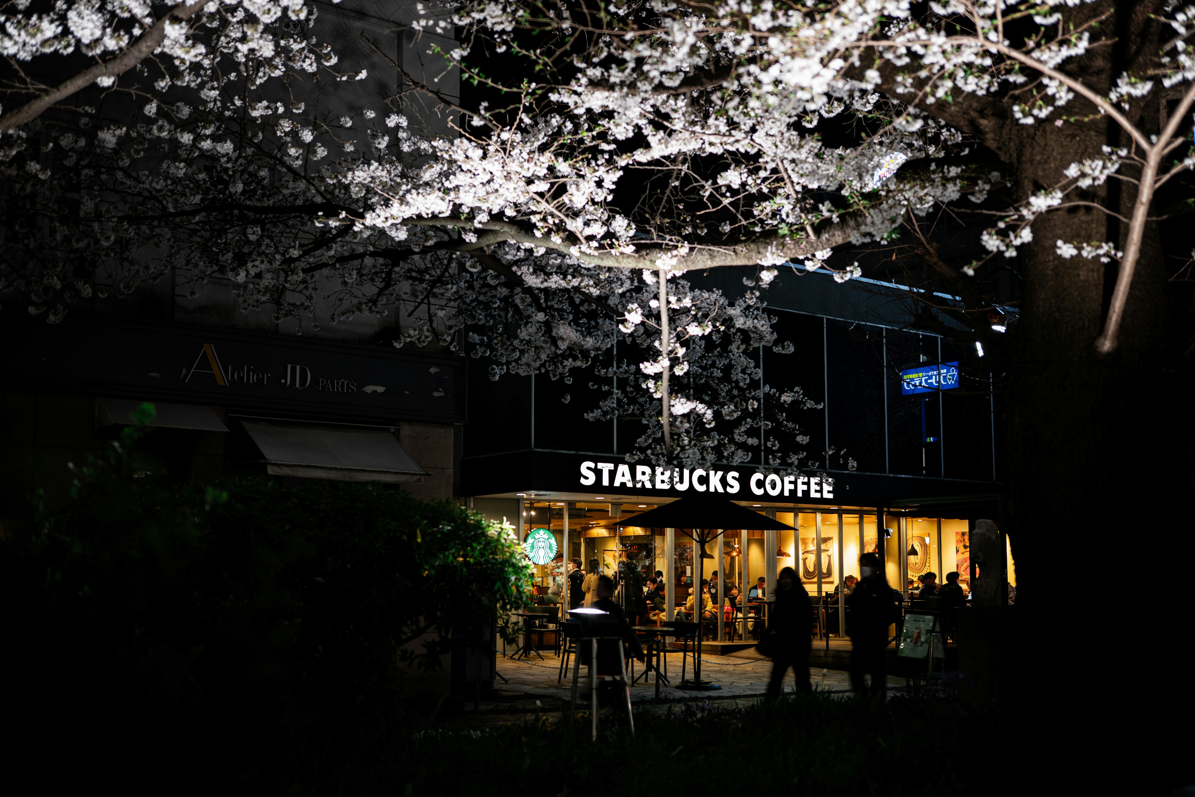 Starbucks Coffee store under a cherry blossom tree at night