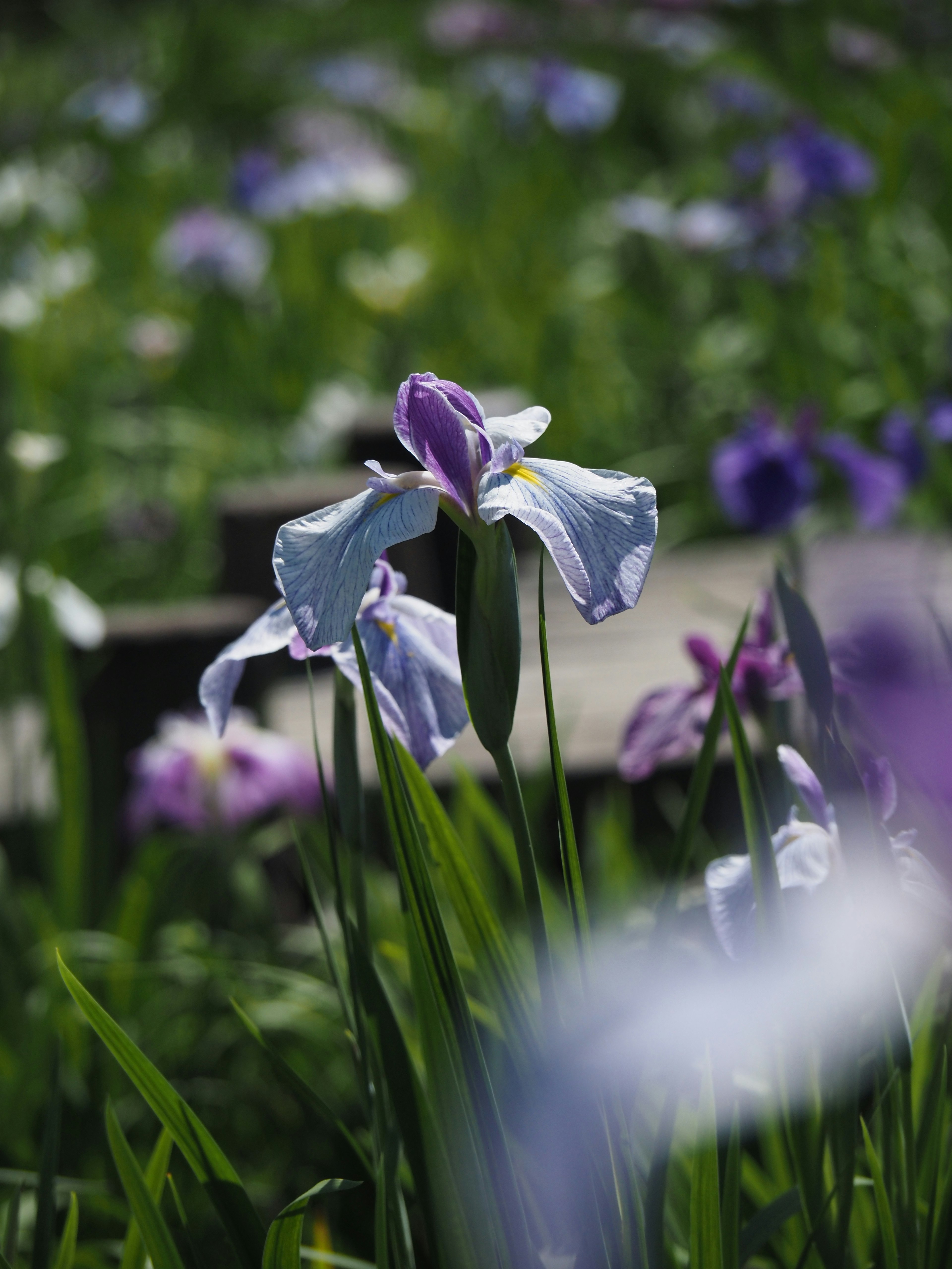 Hermoso jardín con flores moradas y blancas