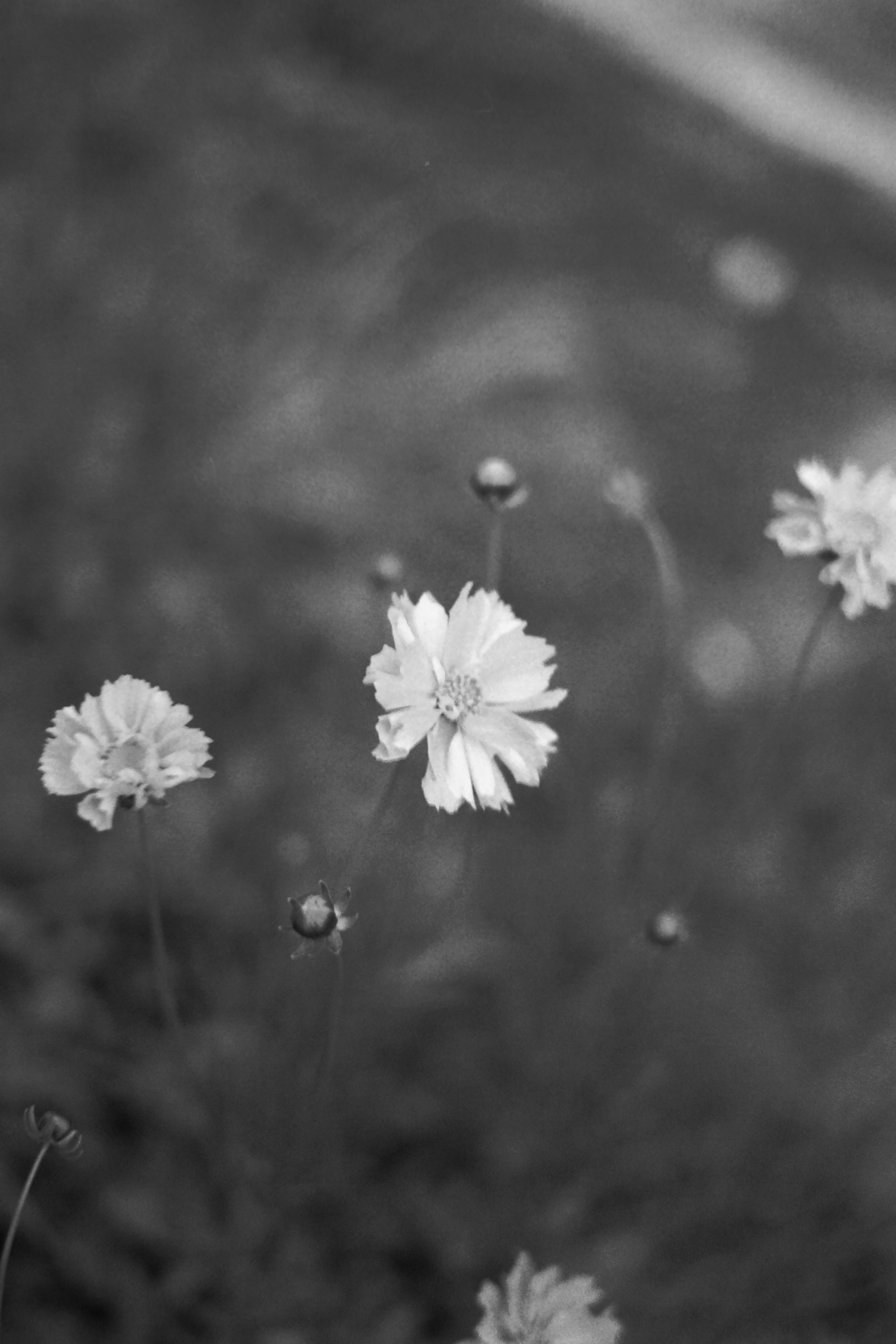 白い花が背景にぼやけた緑の草の中で咲いている