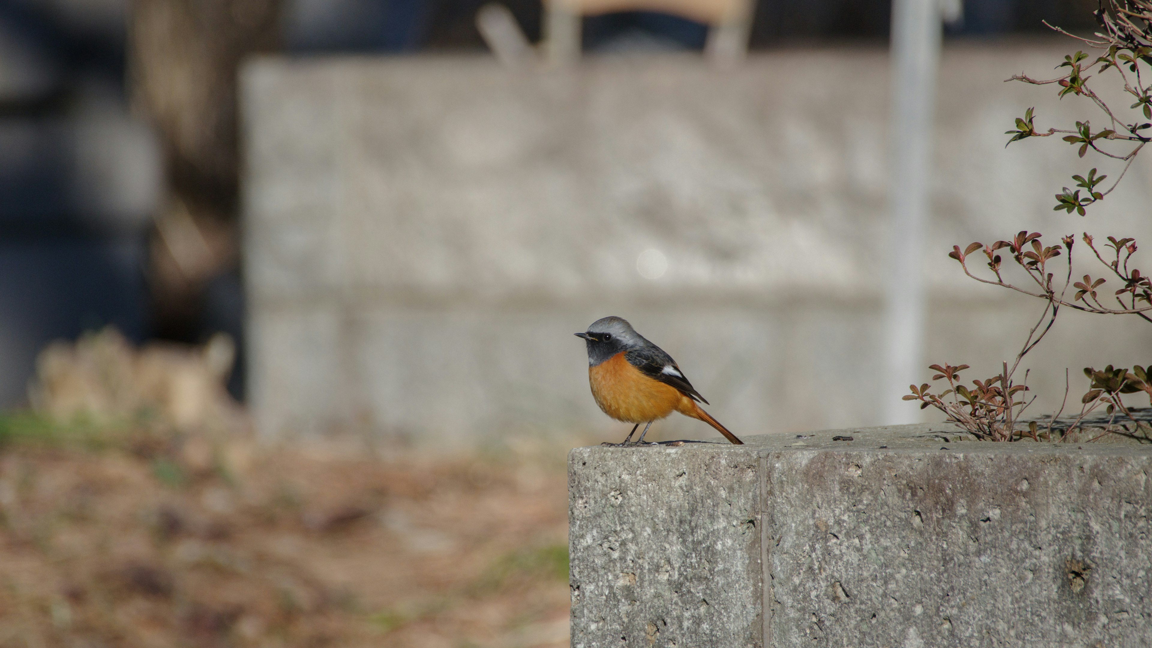 Un piccolo uccello con un ventre arancione appollaiato su un blocco di cemento