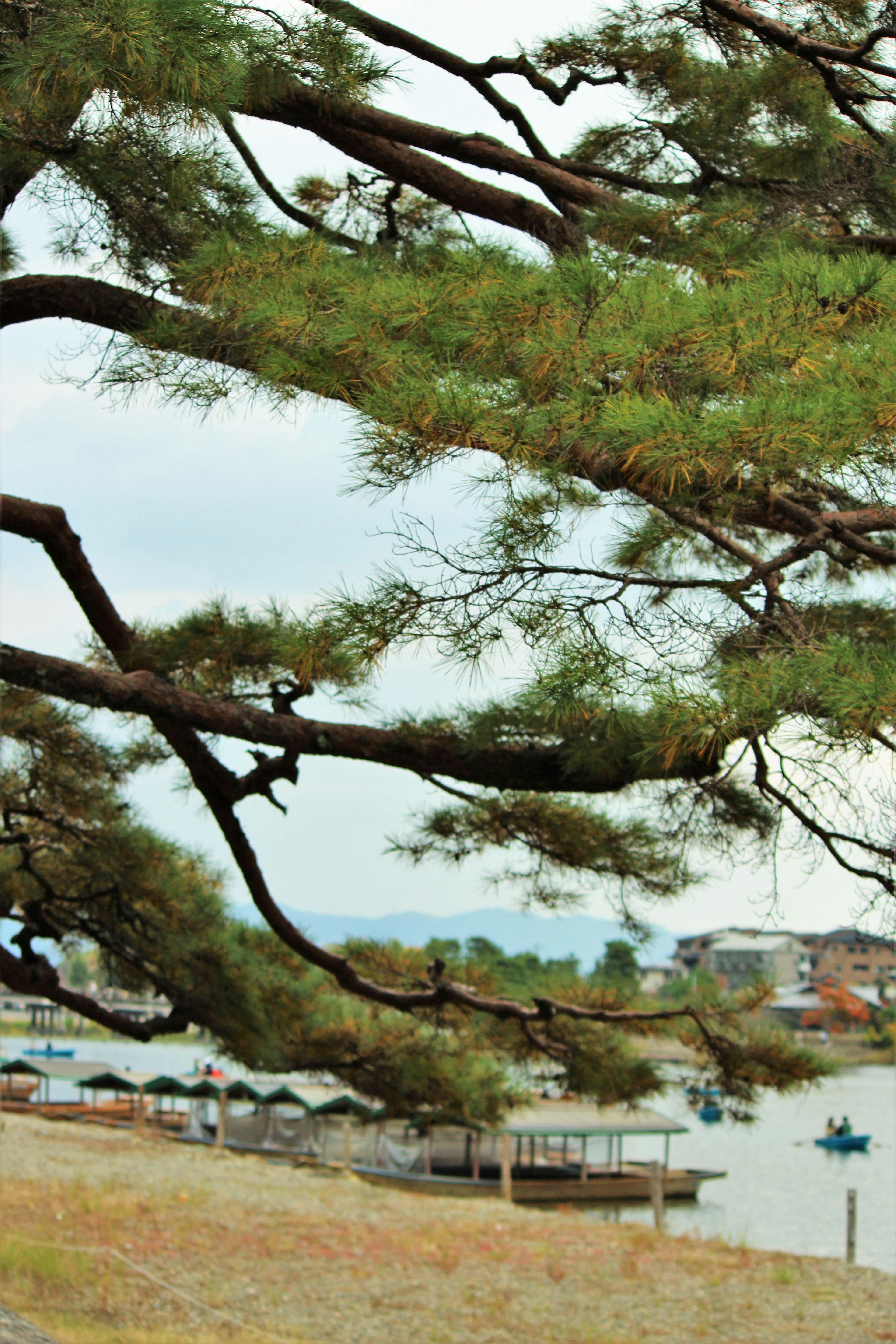 海邊松樹枝和背景中的船隻