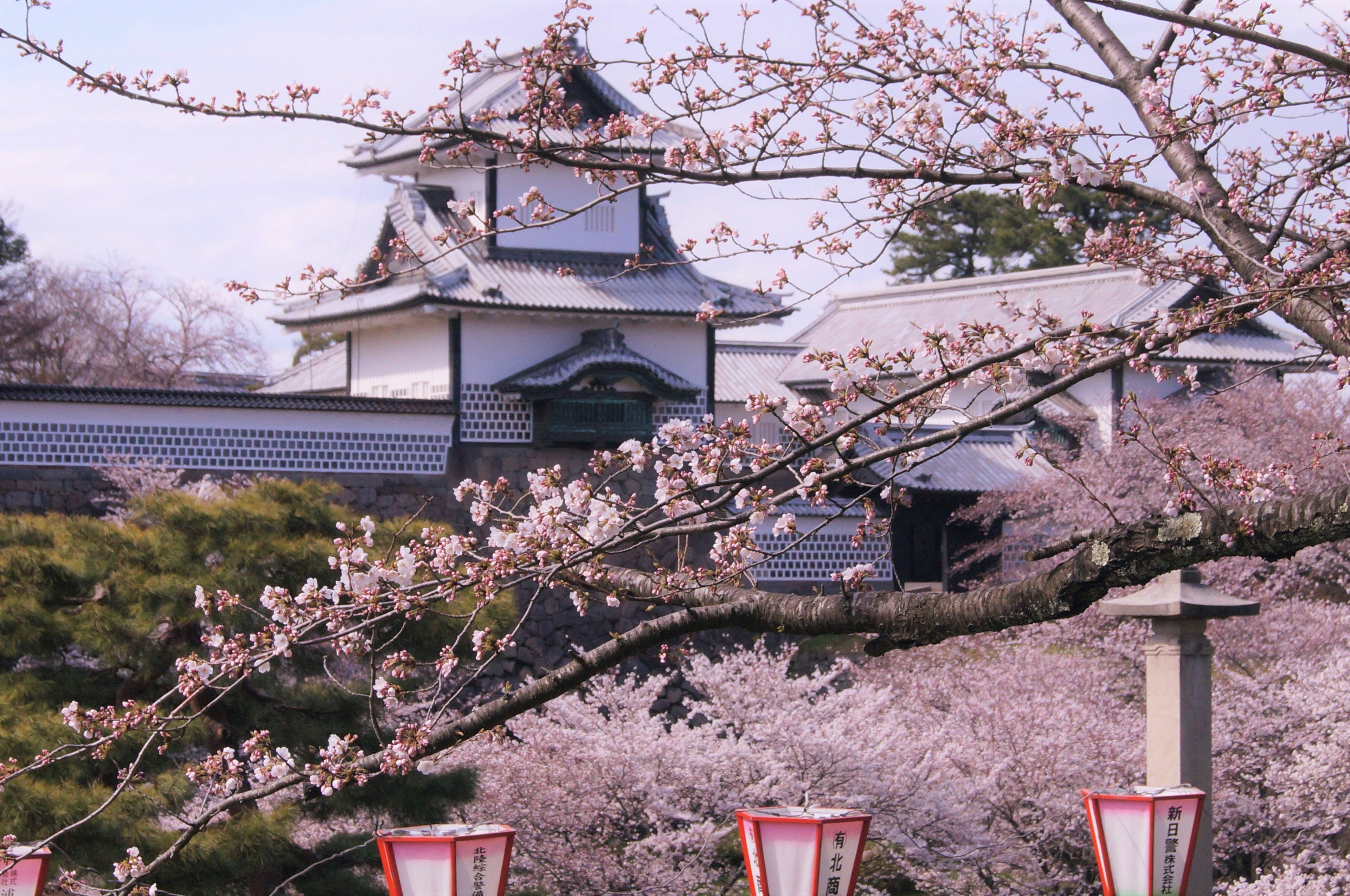 Escena de cerezos en flor con arquitectura japonesa tradicional